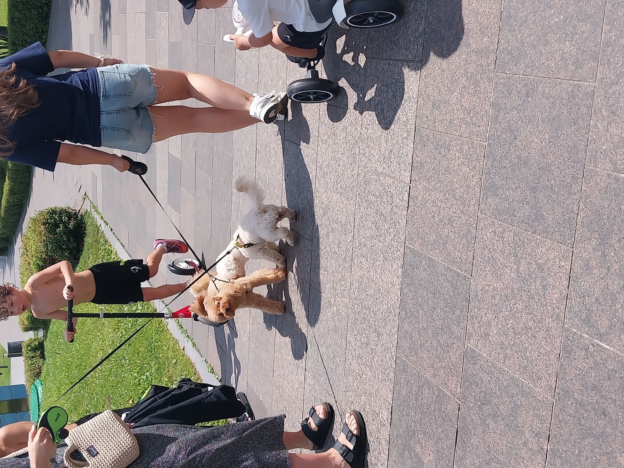 In Dnipro, Ukraine, on a sunny day, a group of people and their dogs are enjoying a walk in a park. A young boy, shirtless and wearing black shorts, is riding a red scooter with a young child on a wheeled toy to his right. Two dogs, one a light brown poodle and the other a white poodle, are leashed and walking on the paved pathway. A person on the left, partially visible, is wearing a patterned dress and black sandals, holding a leash. Another person, also partially visible, is wearing denim shorts and a dark blue t-shirt, walking with a leash. The environment is a park with green grass and trees in the background, and the pathway is made of large stone tiles.