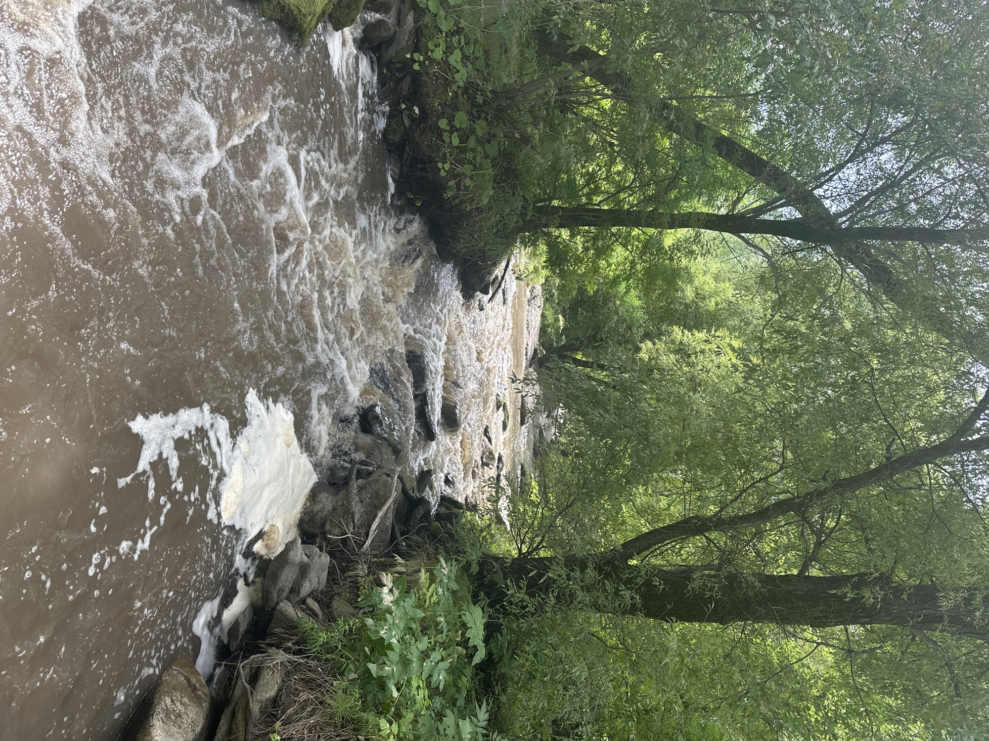 The image depicts a view of a muddy river flowing through a dense, green forest. The river is shallow and rocky, with white foam visible on the surface. The banks of the river are lined with trees and vegetation. The sun is shining, and the sky is visible through the trees. The scene is tranquil and natural, evoking a sense of wilderness. The location is identified as Danilovka (Altai), Russia. There are no people or animals visible in the image. The focus is on the natural environment and the flowing water.