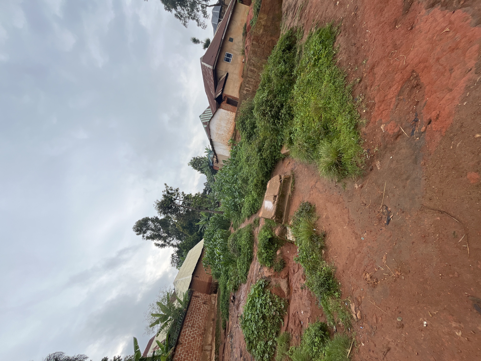 The image shows a rustic village scene in Gembu, Nigeria, under a cloudy sky, suggesting an overcast day, possibly before or after rain. The perspective is from a high vantage point looking down.
The foreground is dominated by a reddish-brown dirt path, uneven and appearing to be a natural feature of the landscape. Patches of vibrant green grass and other low-lying vegetation sprout from the soil, indicating a humid environment.
In the mid-ground, there's a steep embankment covered in a dense mix of plants, including what appear to be corn stalks and other leafy crops. A small, weathered concrete structure is visible on this embankment, possibly a step or a marker.
Further up the slope, a couple of simple houses are nestled into the hillside. The houses have corrugated metal roofs and appear to be constructed with brick and plastered walls. One house has visible window frames and a door. The architecture is basic, reflecting a rural setting. Trees, including a tall one with dense foliage, are scattered around the houses and on the higher parts of the terrain, suggesting a generally vegetated area.
The overall impression is one of a humble, perhaps somewhat challenging, living environment in a tropical or subtropical region. The scene is quiet, with no people or animals immediately visible, emphasizing the landscape and the structures within it. The lack of direct sunlight and the muted colors contribute to a somewhat somber or tranquil mood. There is no visible text in the image.