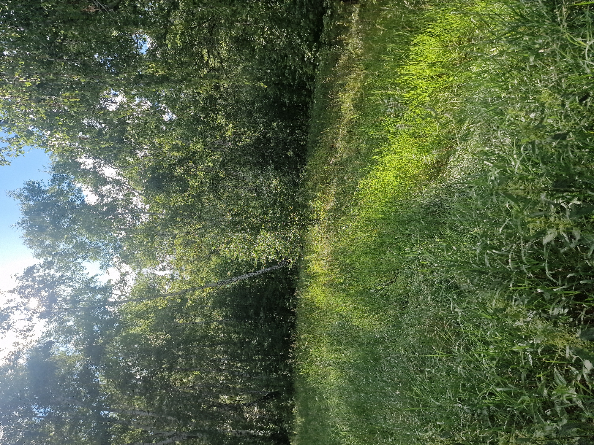 This media file depicts a natural scene, likely a park or a rural area. The foreground is dominated by tall, lush green grass that appears to be swaying gently. Sunlight filters through the grass, creating areas of bright illumination and dappled shade. In the background, a dense canopy of green trees creates a dark, shaded area. The trees are thick with leaves, and some branches are visible, including what appears to be a slender tree trunk with lighter bark, possibly a birch. The sky is visible through gaps in the foliage, appearing bright blue with some white clouds. The overall impression is of a sunny day, possibly late morning or early afternoon, with pleasant weather. There are no people or man-made objects visible, and no text is present. The image is oriented vertically, suggesting it was taken with a phone camera held upright. The scene evokes a sense of tranquility and natural beauty.