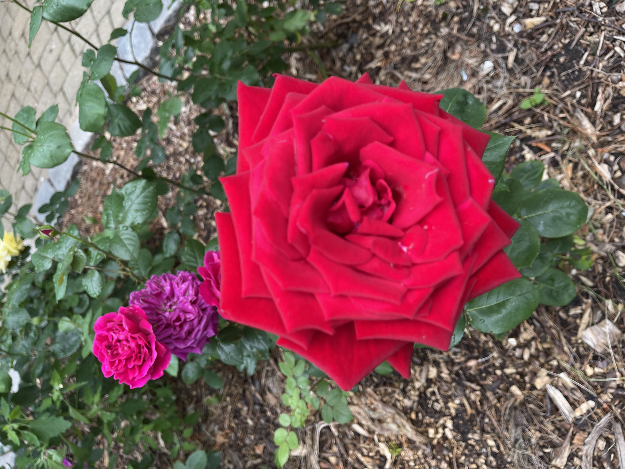 The media file contains a close-up, top-down view of several roses in an outdoor setting. The main subject is a large, vibrant red rose, fully bloomed, with many layered petals. To the left of the red rose are two smaller roses, one a bright pink and the other a deep purple, also appearing to be in bloom.
The roses are surrounded by lush green leaves, some of which have water droplets on them, suggesting recent rain or dew. The background consists of dark soil mixed with wood chips and dried plant material, typical of a garden bed. In the upper left corner, a portion of a light-colored textured surface, possibly a wall or paving, is visible, along with some greenery.
No people are visible in the image. The activity taking place is simply the natural state of the roses in a garden. Notable details include the freshness of the flowers and leaves, indicated by the water droplets, and the varied colors and sizes of the roses, showcasing different stages of bloom. The lighting suggests it is daytime, likely overcast or shaded, as there are no harsh shadows. The context provided indicates this scene is in Zelenogradsk, Russia. There is no visible text in the image.