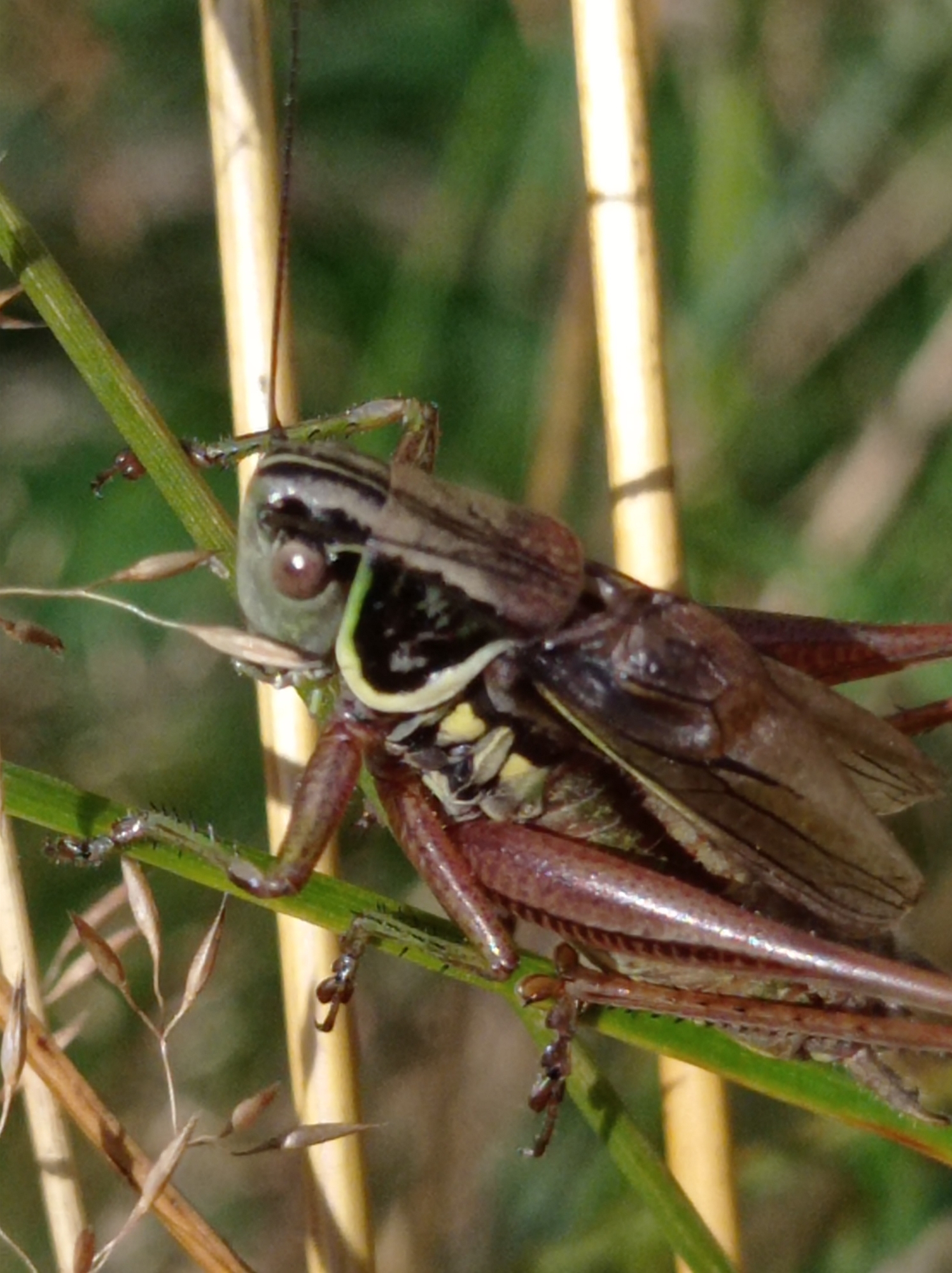 A close-up, eye-level shot captures a grasshopper perched on a thin, green stalk. The insect's body is a mottled brown and green, with prominent black stripes across its head and thorax. Its large, bulbous eyes are a reddish-brown, and its antennae are long and slender, one extending upwards and the other out to the side. The grasshopper's legs are reddish-brown and spiny, gripping the stalk firmly. The background is a soft blur of green foliage and tall, pale yellow stalks, suggesting a natural outdoor setting. The image does not provide information about the city of Degtyarsk, Russia, nor does it depict any people or specific actions.