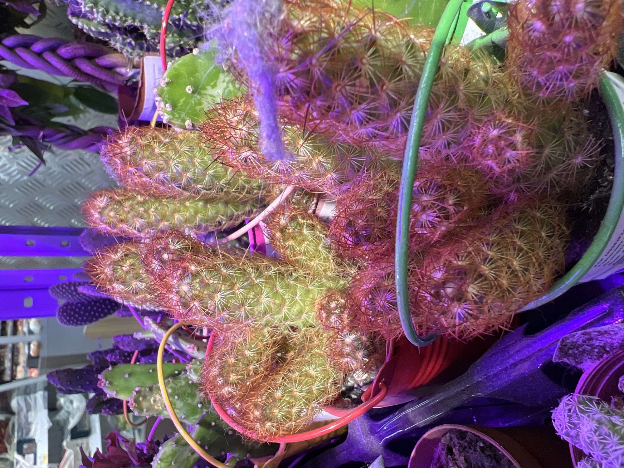 The image shows a close-up of several cacti plants displayed in pots. The plants are illuminated by purple and pinkish-blue light, likely from grow lights. In the foreground, a cluster of spherical cacti with prominent reddish-brown spines is the main focus. To the left and behind, various other cacti are visible, some with flat, paddle-like shapes and others more columnar. One cactus appears to have fuzzy purple filaments growing from its spines. The cacti are in different containers, including a red bucket and a green-rimmed pot. The background is blurred but suggests a retail environment with shelves and other plants. There are no people or discernible actions occurring. The scene is indoors, likely a nursery or garden center, with artificial lighting creating a vibrant, almost otherworldly atmosphere. The location is not specified as Yekaterinburg, Russia, or any other city.