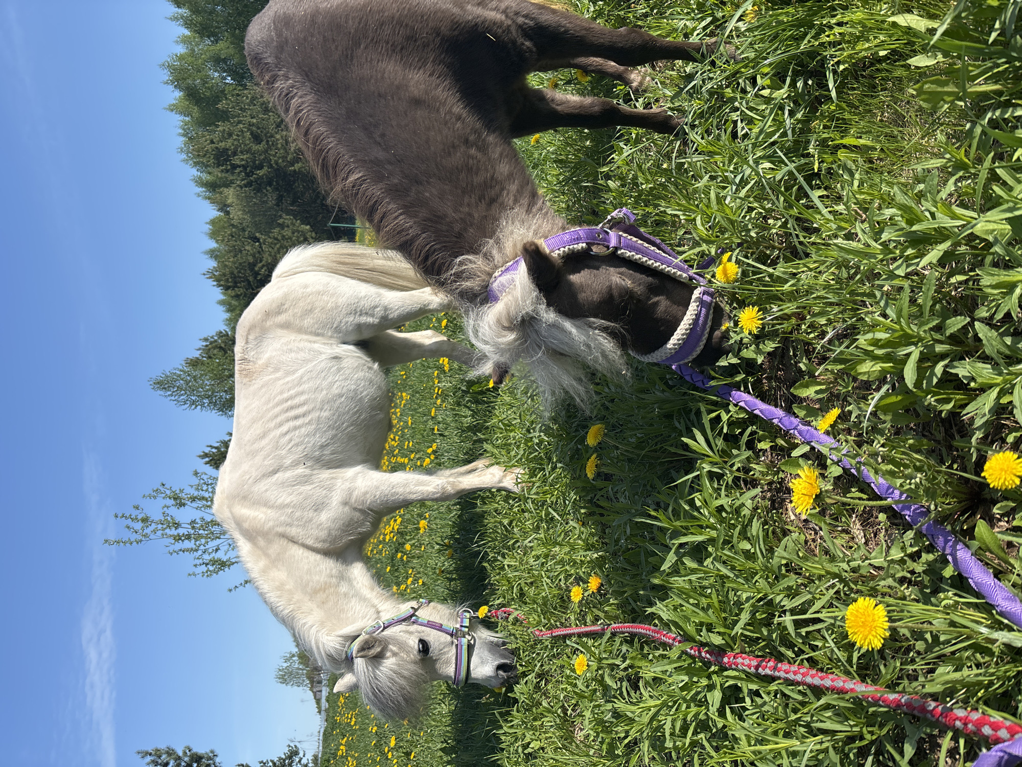 Two miniature horses are grazing in a field of dandelions under a clear blue sky. The horse on the left is white with a gray mane and tail and is wearing a colorful halter and a red and gray lead rope. The horse on the right is brown with a gray mane and is wearing a purple halter and lead rope. The horses are facing away from each other and are surrounded by green grass and yellow dandelions. The location is not identified.