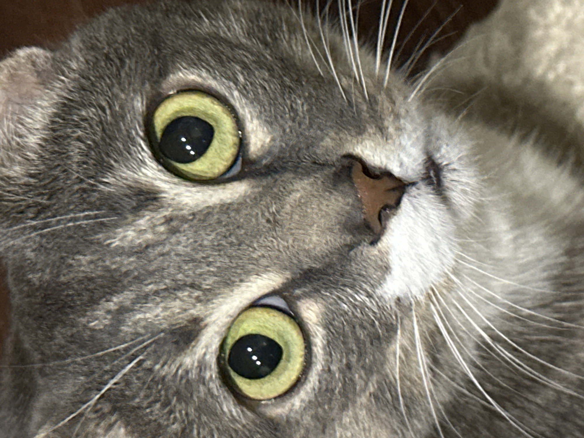 A close-up, portrait-style image shows the face of a domestic cat. The cat has gray tabby fur with white markings on its muzzle. Its large, round eyes are a striking lime green color with black pupils. The cat's nose is a small, brown, triangular shape. Long, white whiskers extend outwards from its muzzle. The background is a dark, blurry brown, suggesting it is an indoor environment. There are no people or other animals visible in the image. The lighting appears to be natural or from a direct light source, highlighting the texture of the cat's fur and the sheen in its eyes.