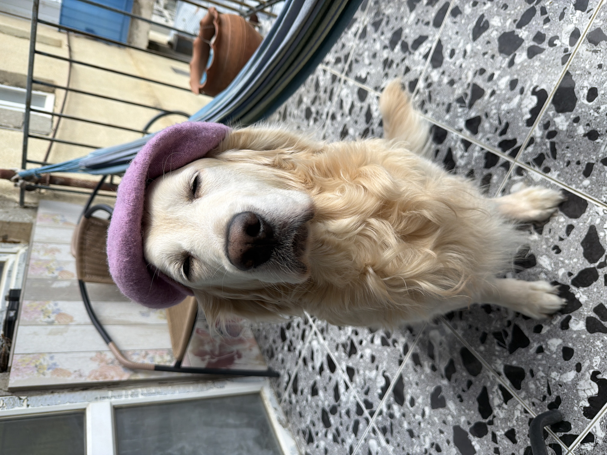 A golden retriever dog with light cream-colored fur is the central subject, resting outdoors in a tilted, high-angle shot. The dog's eyes are closed, suggesting it is sleeping or in a state of calm repose. It wears a soft, light purple beret-like cap on its head, adding a charming and slightly comical element to its peaceful expression. The dog's dark nose and part of its snout are clearly visible, contrasting with its light fur. Its front paws are tucked beneath its body, and a part of one hind leg is visible.
The dog lies on a patterned tiled floor, characterized by irregular black splotches on a grey base, with visible white grout lines forming a grid. The setting appears to be a balcony or patio. In the background, a striped blue and light-colored fabric, resembling a hammock or a sun lounger, is draped. Above and to the left, a dark metal railing can be seen, separating the immediate area from the exterior environment.
Behind the railing, a light yellow or cream-colored building is visible, featuring a window with blue shutters and another with white framing, indicative of a residential or urban structure. A brown, roughly textured pot is also seen hanging or placed near the fabric. To the lower left, a section of floor or wall paneling with a subtle floral pattern in pastel shades is visible near what appears to be a window frame.
The scene is illuminated by bright, natural daylight, suggesting it is daytime. The atmosphere is tranquil and heartwarming, centered on the dog's relaxed state. No text is visible in the image. The architectural style hints at an older urban residential setting, consistent with locations such as Tbilisi, Georgia.