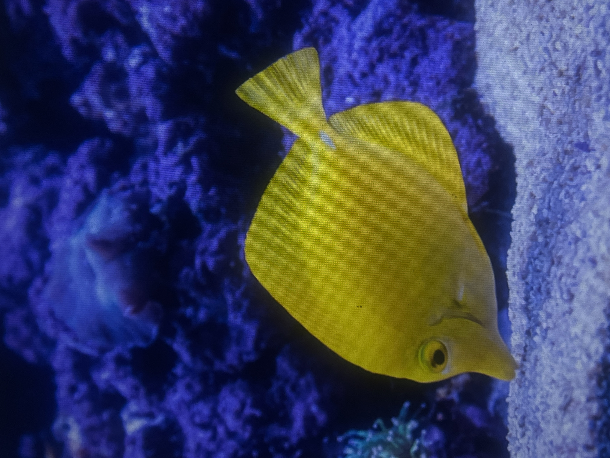 A bright yellow tang fish swims in an aquarium in front of purple coral. The fish has a pointed snout, a single dorsal fin, and a forked tail fin. Its eye is dark with a yellow iris. The aquarium's substrate is white sand. The background consists of a dark blue, textured surface with lighter purple formations, presumably coral. The lighting is dim, creating a contrast between the brightly colored fish and the darker surroundings.
