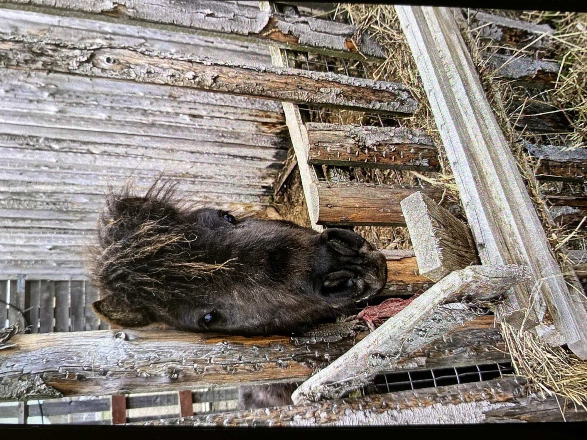 A dark-colored animal, possibly a horse or pony, rests its head on a weathered wooden structure. The wood appears aged and decaying, with splintered sections and peeling paint. Some wire fencing is visible behind the wood. Dry vegetation, possibly straw or hay, surrounds the structure. There is no visual indication of the city of Saint Petersburg, Russia.