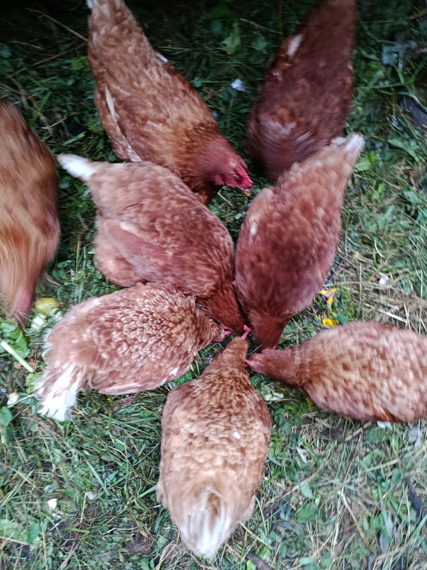 In the city of Верея, Russia, an outdoor scene unfolds with several brown chickens gathered on the ground. The chickens are mostly facing downwards, with their heads bent to the ground, suggesting they are foraging or eating. The ground beneath them is covered with green grass and some fallen leaves, indicating a natural or semi-natural environment. The image is taken from a high angle, looking down at the chickens.