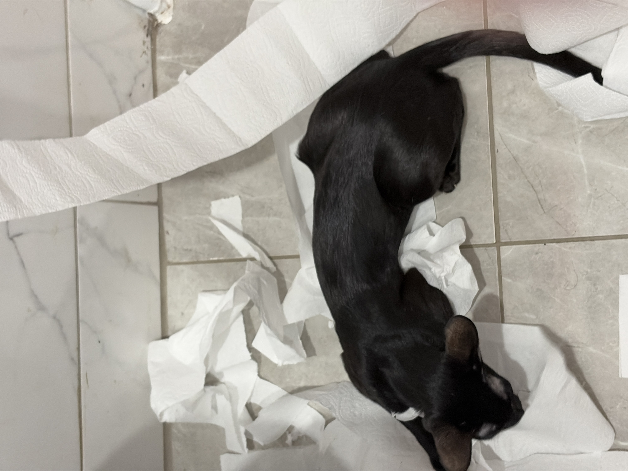 A black cat is lying on a tiled floor among a pile of shredded toilet paper. The location is assumed to be a bathroom, based on the presence of toilet paper and tiling. The scene depicts a cat engaged in destructive behavior. The image does not suggest any human presence. There is no indication of the city being Chaikovsky, Russia. The description is limited to the visual evidence present in the image.