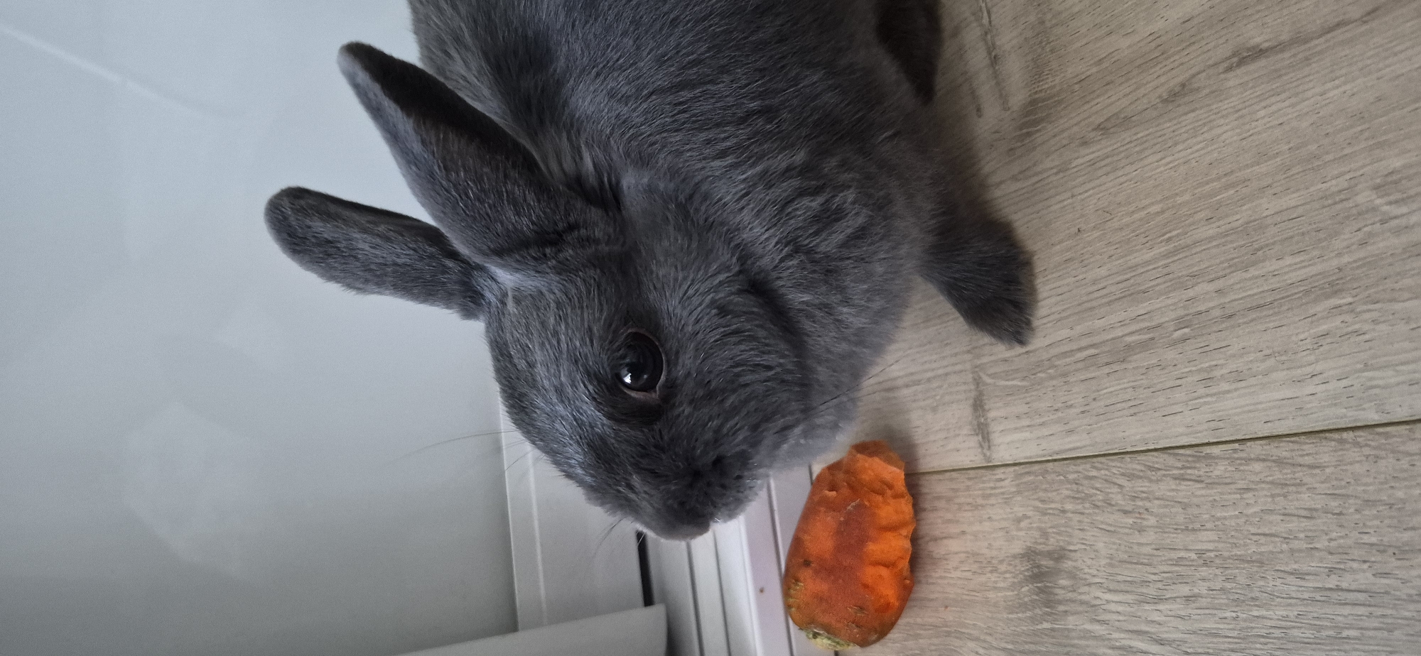 A close-up, eye-level shot shows a gray rabbit with its left side facing the camera, positioned on a light-colored wooden floor. The rabbit is looking to the left. To the rabbit's left, a piece of an orange carrot is visible, also on the wooden floor. The background consists of a white, slightly textured wall. The lighting appears to be natural, coming from the right side of the image. There is no information about the city of Ussurijsk, Russia, included in the image.
