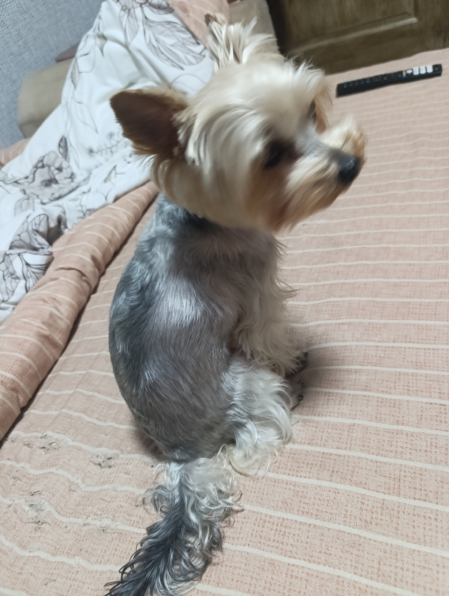 A small Yorkshire Terrier dog sits on a bed with a pink and white striped blanket. The dog is facing to the right, with its head turned slightly to the left. Its fur is a mix of light tan on its head and ears, and gray and white on its body and tail. The dog's tail is fluffy and curled. In the background, there is a pillow with a floral pattern and a black remote control. The environment appears to be indoors, likely a bedroom.