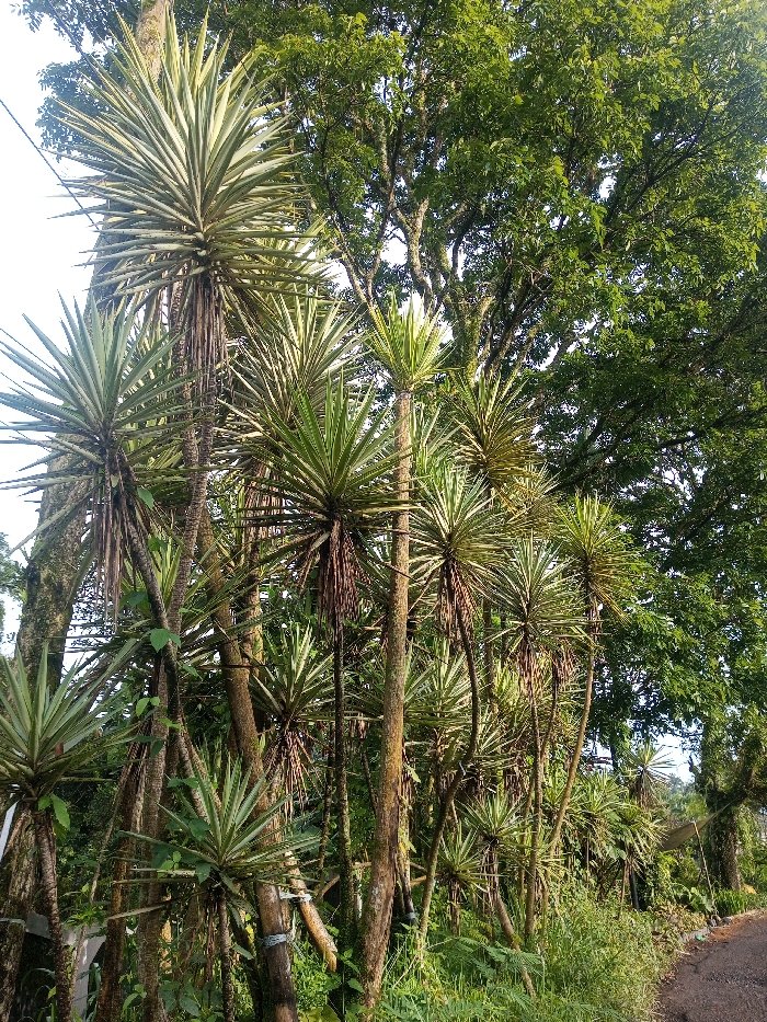This outdoor image depicts a lush, green landscape, likely in Yusipang, Bhutan. The primary subjects are numerous tall, slender plants with spiky, variegated leaves clustered together, resembling Yucca or Dracaena species. These plants dominate the left and central parts of the frame, their rosettes of stiff, pointed leaves fanning out from the tops of their thin, upright trunks. Some stems show evidence of old leaf scars and hanging dried leaf remnants.
In the background, especially on the right side and upper center, are large, mature trees with dense canopies of small, bright green leaves. Their thick, textured trunks are visible through the gaps in the foreground foliage. The ground beneath the tall spiky plants is covered with green grass and various smaller leafy plants, indicating fertile soil.
The lighting suggests it is daytime, possibly morning or late afternoon, with soft sunlight illuminating the foliage and creating subtle shadows. The sky, visible in the upper left, appears bright but slightly overcast or hazy, preventing harsh direct sunlight. A narrow, dark path or road is faintly visible along the far right edge of the image, suggesting the scene is alongside a rural route. There are no people or discernible activities taking place, and no visible text. The overall scene conveys a sense of natural beauty and tranquility.