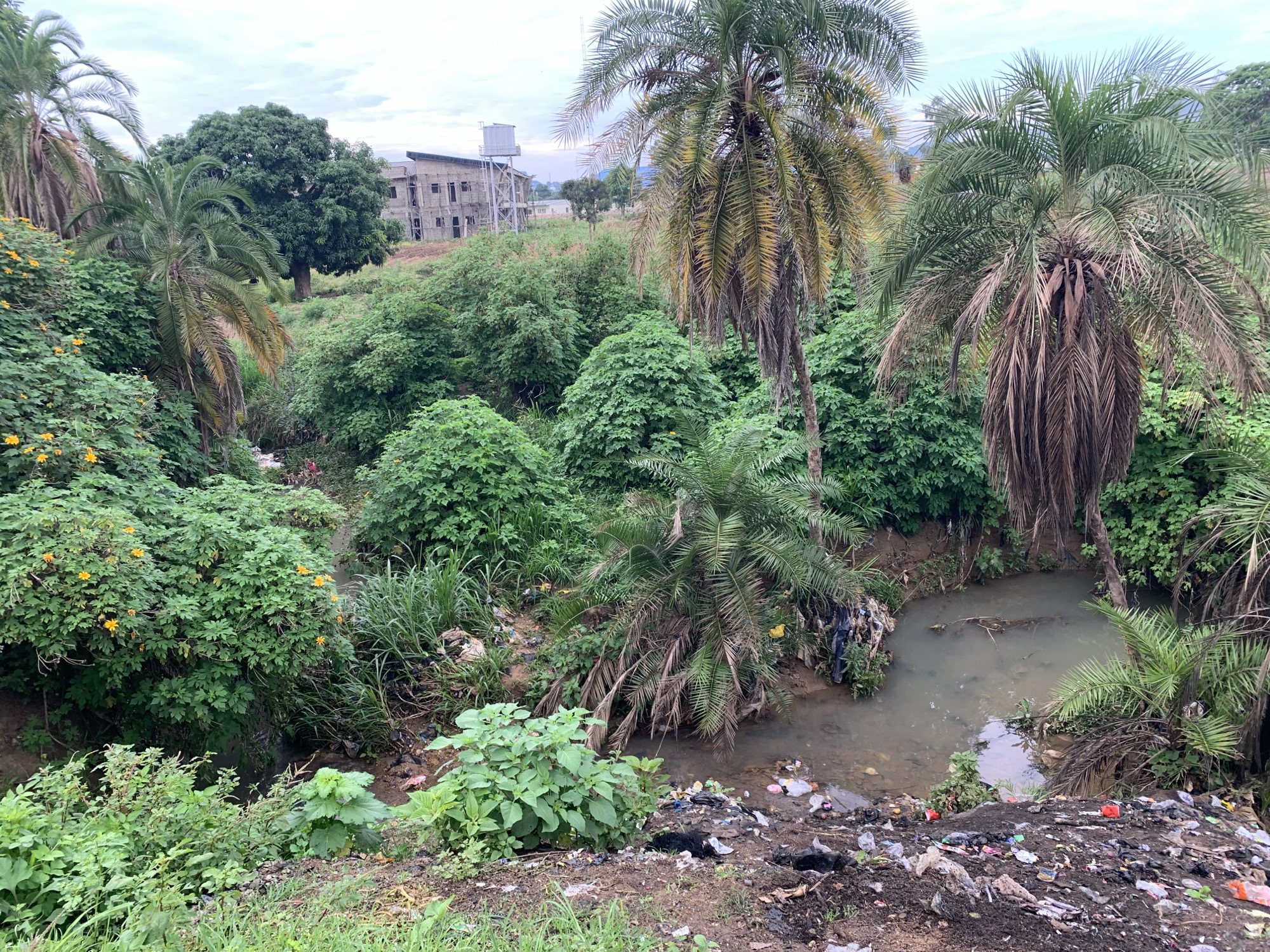 This image, taken in Rafin Par, Nigeria, depicts an overgrown natural waterway heavily impacted by human activity. The foreground and midground are dominated by dense, lush green vegetation, including numerous palm trees of varying health, some with green fronds and others with dry, brown, drooping fronds. Shrubs with small yellow flowers are visible on the left side.
A narrow, shallow stream with murky, light brown water flows through the center of the scene. The banks of the stream and the surrounding ground are extensively littered with plastic bags, bottles, food wrappers, fabric scraps, and other discarded refuse, indicating a significant waste disposal issue. The ground itself is uneven, with exposed soil mixed with vegetation.
In the background, on a slightly elevated area, an incomplete multi-story concrete building with exposed rebar and open window frames stands. Adjacent to this structure is a tall metal tower supporting a white water tank. The sky above is overcast with light grey clouds. No individuals are visible in the scene.