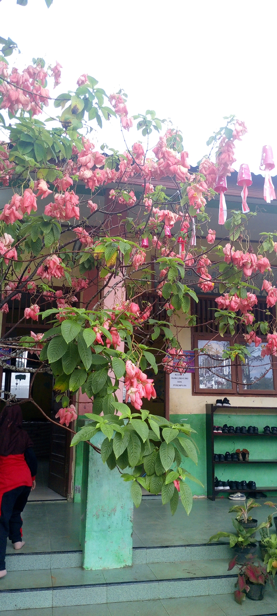 This is a medium shot, slightly low-angle photograph taken on an overcast day in front of a building. The foreground is dominated by a large flowering bush with abundant pink blossoms and green leaves, which obscures much of the building's facade. To the left, a person wearing a maroon headscarf and a red and black outfit is walking up a set of tiled steps towards an open doorway. The building itself is painted in muted colors, with brown window frames and a pale yellow and green lower section. A green shelf unit holding numerous pairs of shoes is visible against the wall to the right. A sign with Indonesian text is affixed to the wall above the shoe rack. Several potted plants are situated on the tiled ground in the lower right corner. The overall setting appears to be an outdoor area of a school or similar institution in Baratpayaitek, Indonesia.