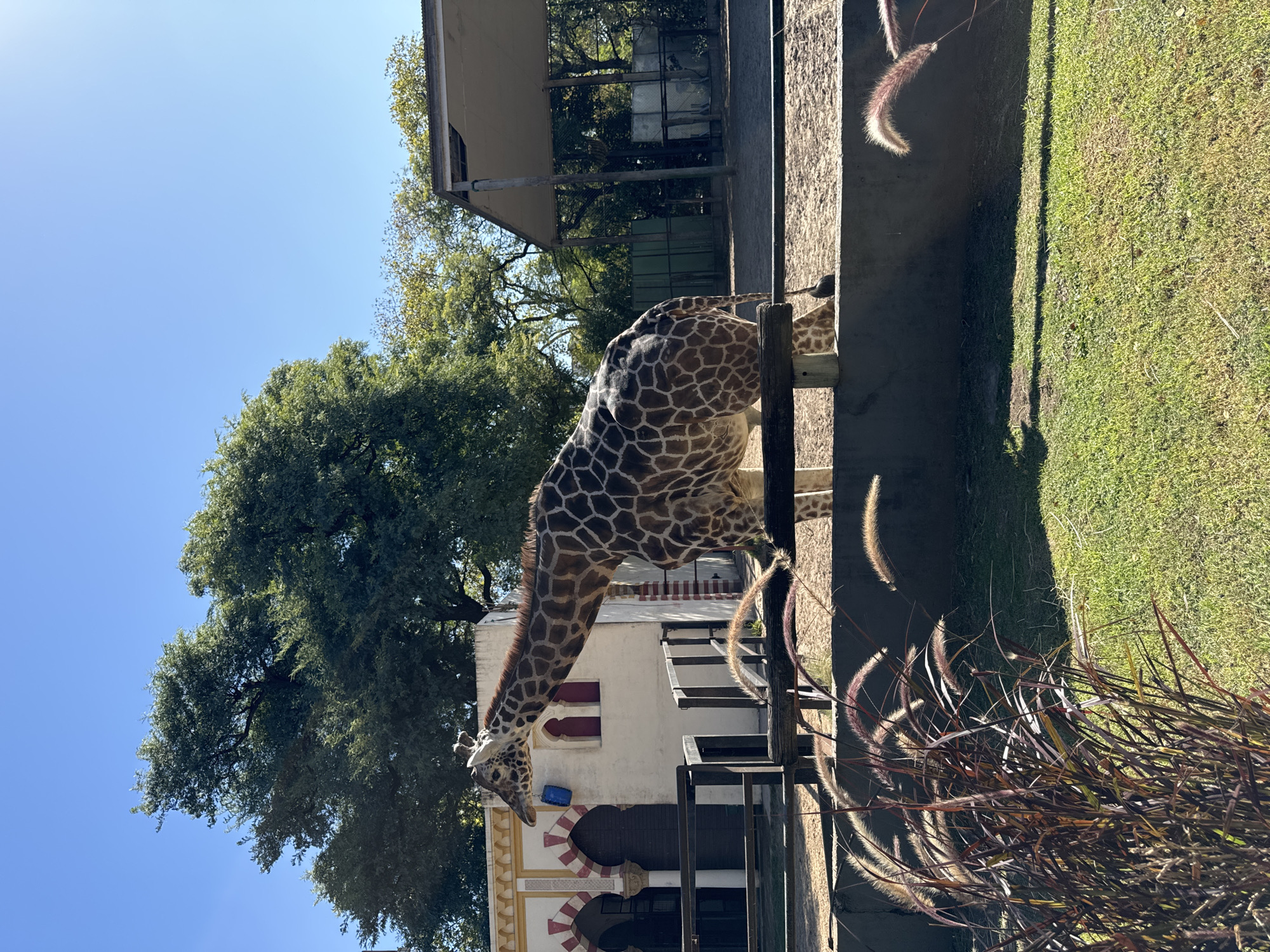 The image captures a giraffe in what appears to be a zoo enclosure on a bright, sunny day, likely in Buenos Aires, Argentina. The clear, vibrant blue sky dominates the upper portion of the frame, with strong, defined shadows indicating the sun is high in the sky, suggesting midday or early afternoon.
The main subject is a large giraffe, prominently featured in the mid-ground. Its distinctive coat pattern of irregular brown patches on a lighter background is clearly visible. The giraffe is seen bending its long neck downwards, with its head positioned near a low, white building structure that features beige and red-striped arched designs, adding a unique architectural element to the setting. A small blue object, possibly a feeder or a bucket, is visible near the giraffe's head.
In the background, lush green trees with dense foliage extend across the left side of the image and behind the giraffe, contributing to a natural, verdant environment. A covered structure or enclosure is also partially visible further back.
In the foreground, on the right side, there are tall, wispy, purplish-brown feathery plants, likely ornamental grasses, catching the sunlight. Beyond these plants, a patch of green grass is visible, across which long shadows are cast. A wooden fence or barrier runs horizontally across the mid-ground, separating the giraffe's immediate area from the foreground elements.
No people are visible in the image, and there is no discernible text or signage. The scene evokes a tranquil moment, highlighting the giraffe within its semi-natural habitat.
