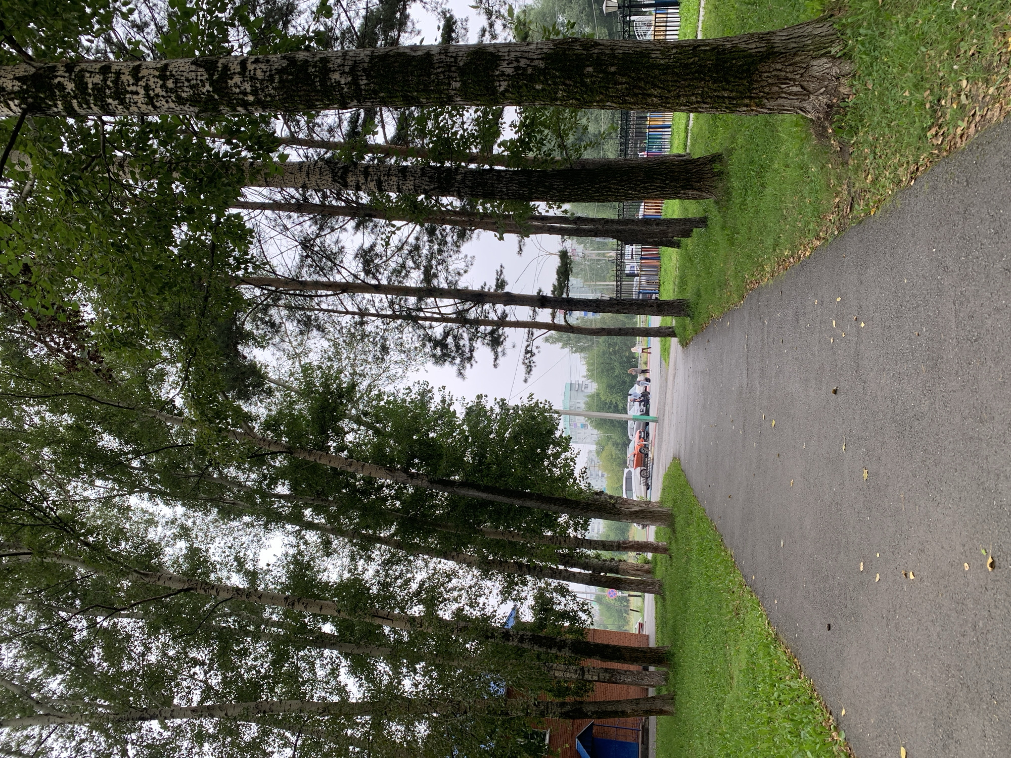The image depicts a paved pathway bordered by a lawn and a row of tall trees, primarily birch trees with distinctive white bark. On the left side, a red brick building with a blue entrance canopy is visible. Further down the pathway, several parked cars and a few individuals can be seen. The background reveals more trees and urban structures, including buildings and a fence with colorful sections. The sky is overcast, suggesting a cloudy day. The location is identified as Prokopyevsk, Russia.