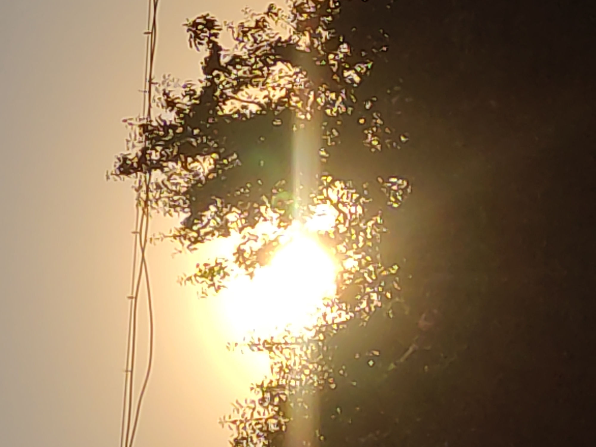A low-angle, outdoor photograph shows a tree with the sun peeking through its branches. The sun is bright and appears to be setting or rising, casting a warm glow across the sky. The sky is a pale orange color, and there are some power lines visible across the top of the image. The tree is dark and leafy, with some of the leaves catching the sunlight and appearing to be golden. The overall impression of the image is one of warmth and tranquility.