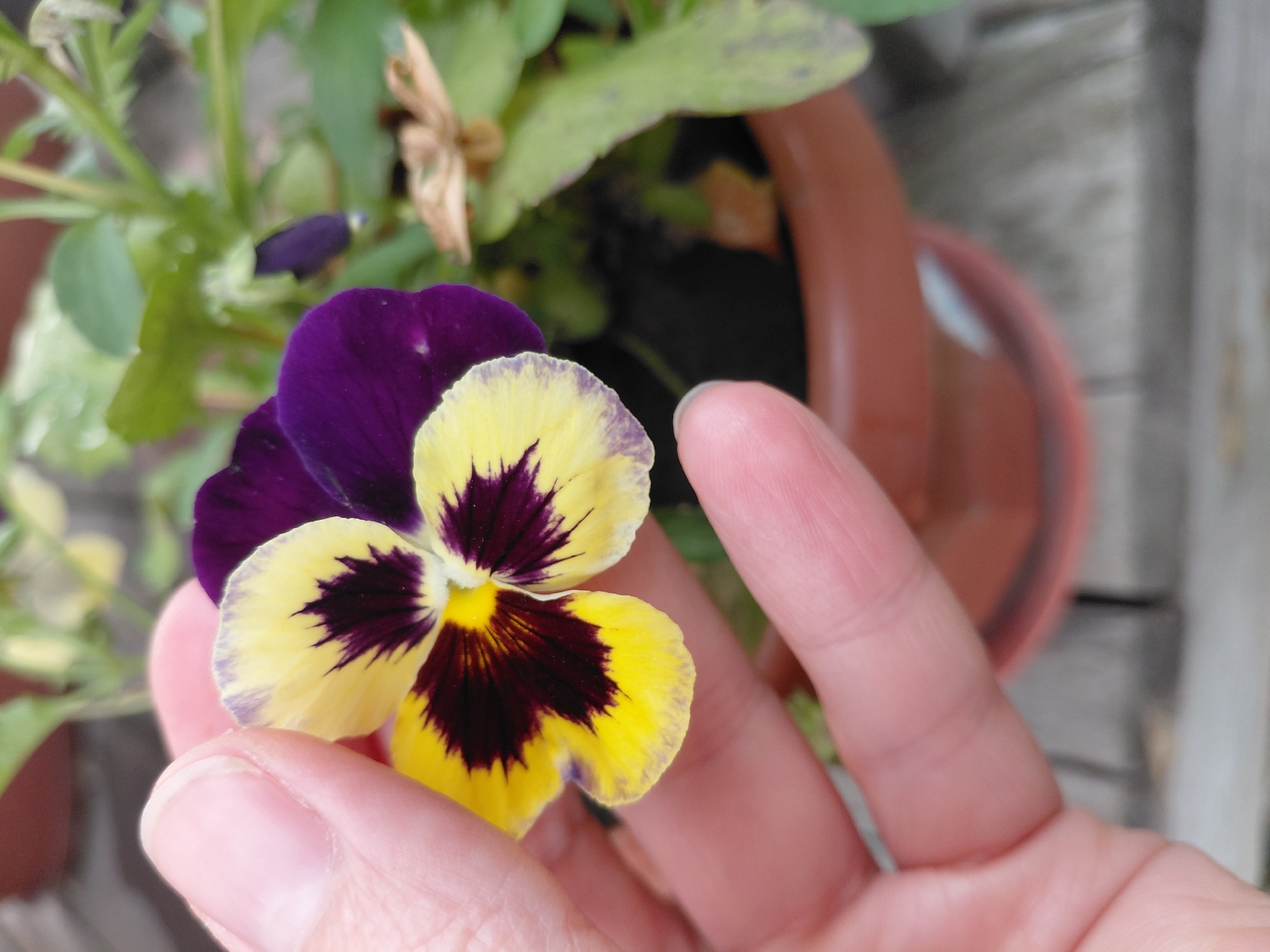 A close-up shot shows a hand holding a single pansy flower. The flower has deep purple upper petals and yellow lower petals with dark purple markings. The hand, belonging to a person, is partially obscuring the flower, with fingers gently touching the petals. The background is blurred, but reveals a terracotta pot and some greenery, suggesting the flower is in a garden or potted plant setting. The lighting appears natural, indicating daytime. The image is cropped tightly on the flower and the hand, creating an intimate feel. No text is visible. The location context of Novosibirsk, Russia, provides a geographical reference for the scene.