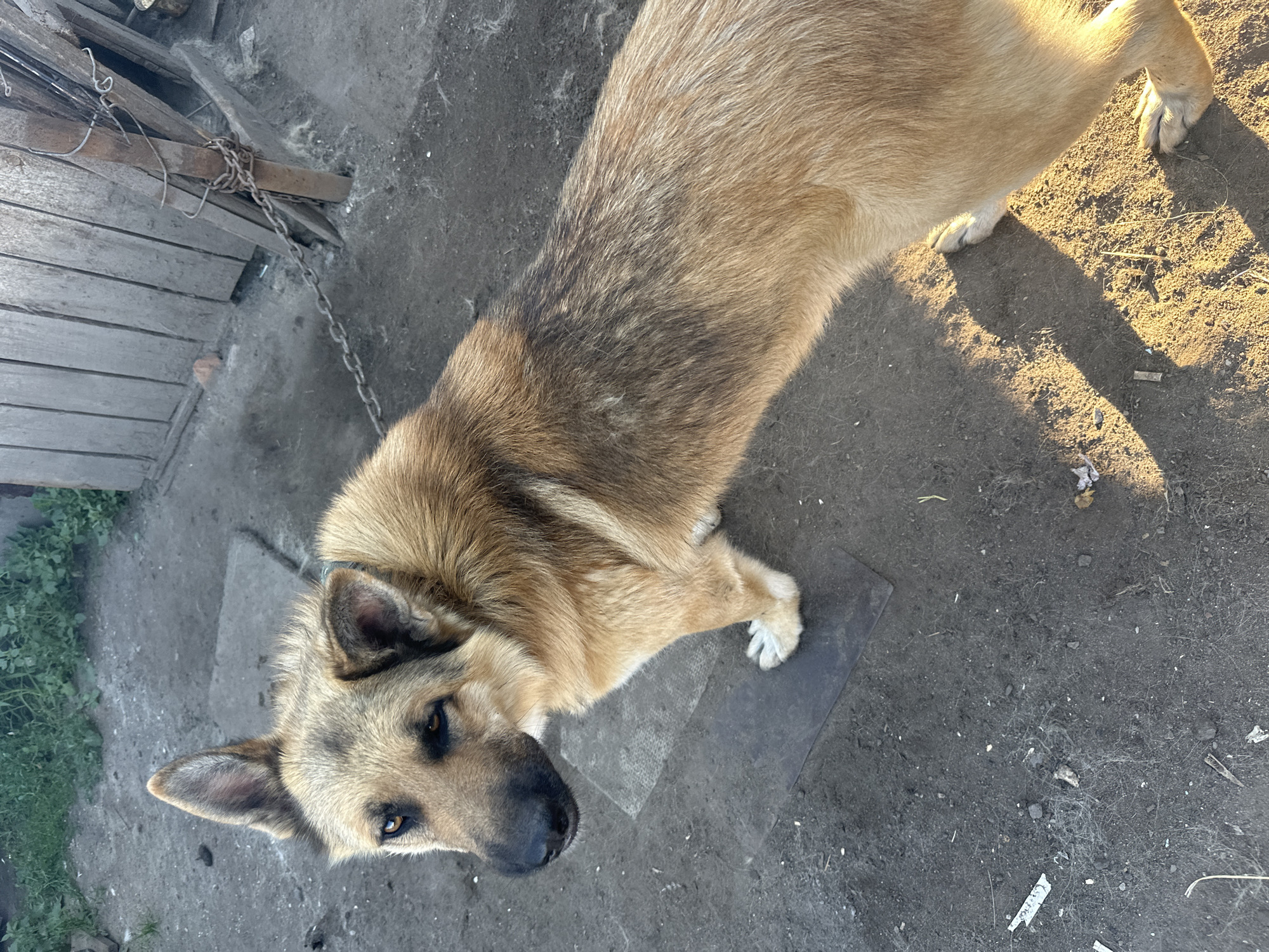 A medium-sized dog with tan and gray fur lies on the ground, looking up at the camera. Its head is tilted to the side, and its ears are perked. The dog's eyes are dark and alert. It appears to be in an outdoor setting, possibly a yard, with dirt and some grass visible. A wooden fence is in the background, and a chain is attached to the dog's collar and anchored to the fence. The sunlight casts shadows on the ground, suggesting it is daytime, likely late afternoon due to the warm, low-angled light. The ground is dusty and uneven, with some small debris scattered around. There is no visible text in the image. The overall impression is that of a domestic dog in a somewhat rural or utilitarian environment.