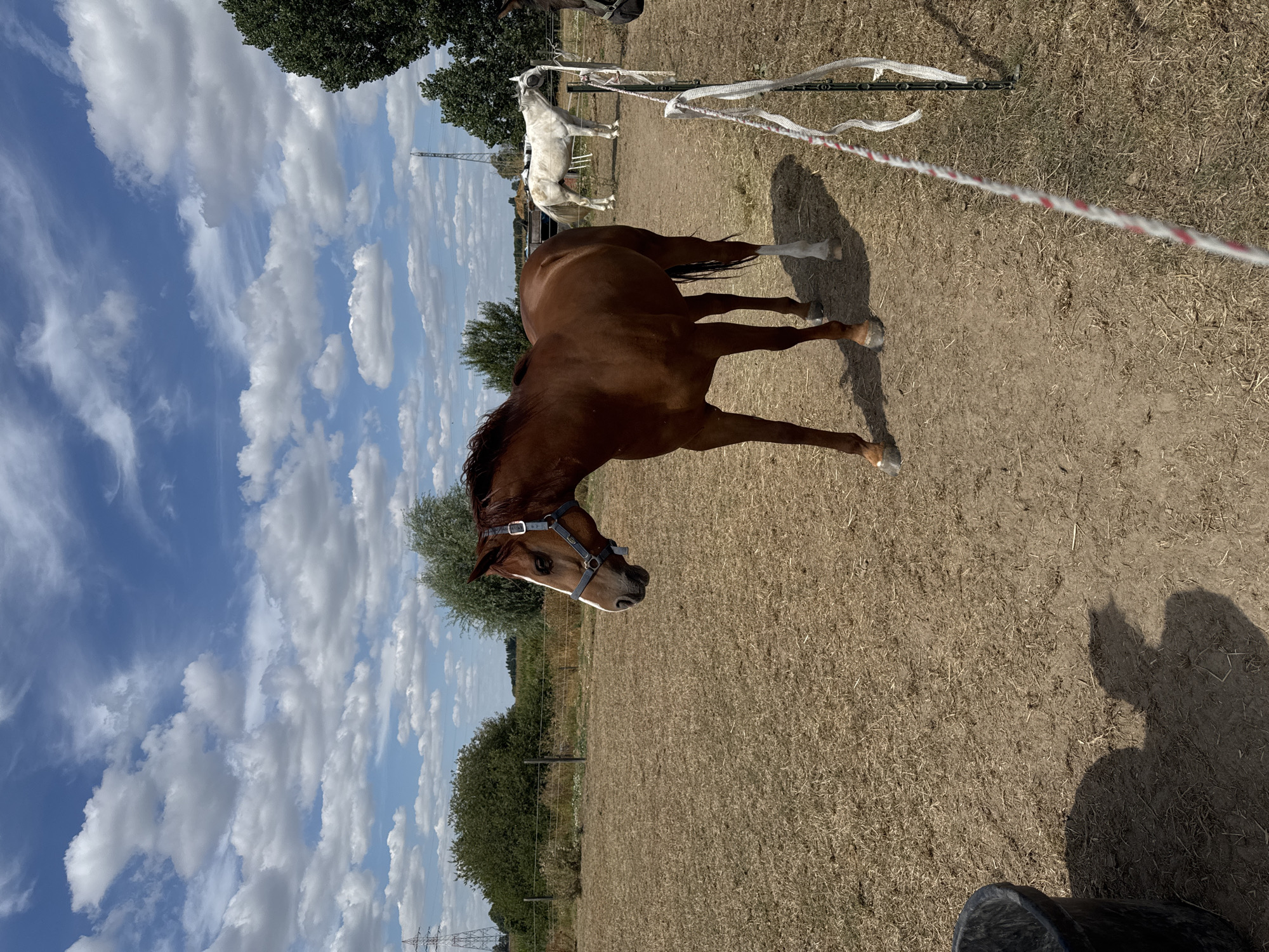 A brown horse with a white blaze on its face stands in a dry, dusty enclosure in Mouscron, Belgium. The horse is wearing a blue halter. In the background, a white horse stands near a fence. The sky is blue with scattered white clouds. Trees and power lines are visible in the distance. A black bucket is in the foreground, casting a shadow on the ground.