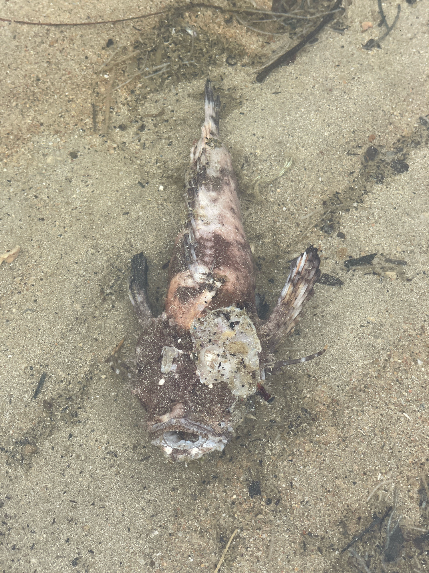A dead fish lies on a sandy bottom, possibly a shallow seabed or riverbed. The fish, appears to be a scorpionfish, is decomposing, with visible damage to its head and body. Its fins are spread, and its mouth is open. The sand is a light beige color, with scattered small pebbles and debris, including pieces of organic material and twigs. The water appears to be clear and shallow, allowing the details of the fish and the seabed to be clearly visible. There are no people or other animals present in the immediate vicinity. The overall scene suggests a natural, undisturbed environment.