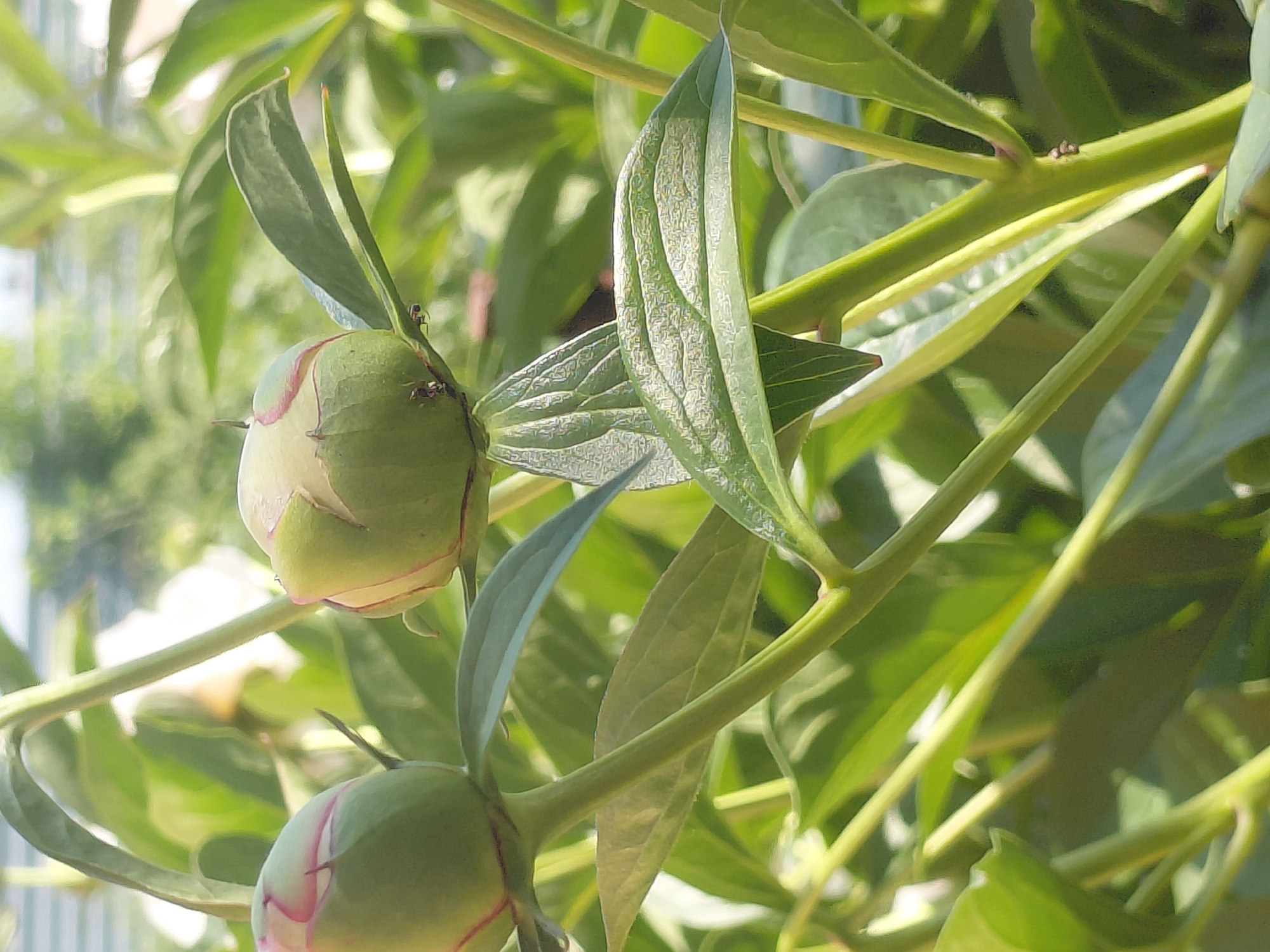A close-up, eye-level, outdoor, natural light photograph shows two peony buds, one in the foreground and one slightly behind and to the left. The buds are predominantly green with hints of pink at their tips. Several ants are visible on the surface of the larger bud and on a nearby stem. The background consists of out-of-focus green foliage and a bright, sunlit sky, suggesting a warm, clear day. The scene is located in Novosibirsk, Russia.