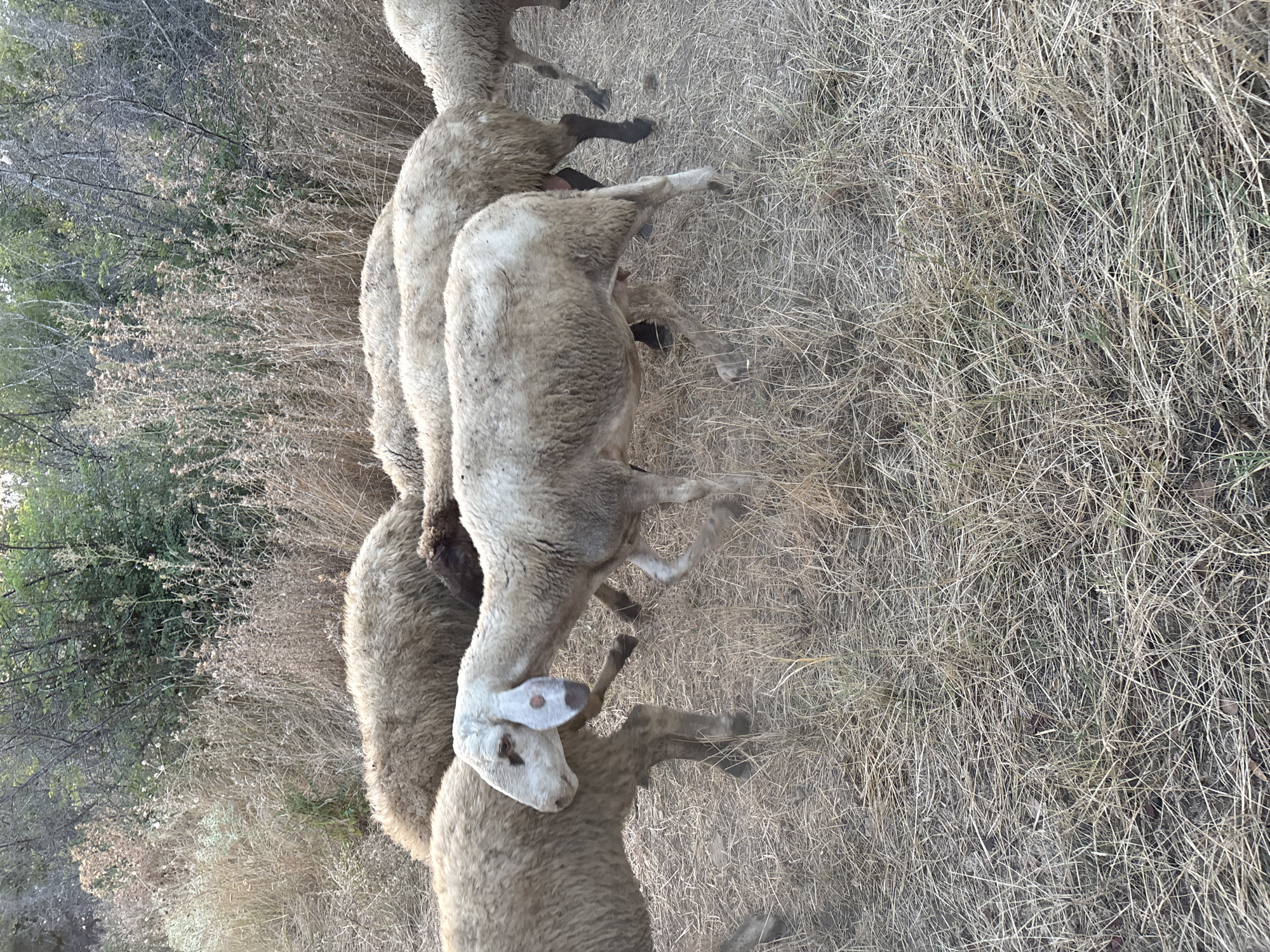 A herd of sheep is grazing in a dry, grassy field with sparse vegetation and trees in the background. One sheep in the foreground is facing left with its head turned towards the viewer, revealing its light-colored face with dark markings around the eyes and ears, and a pinkish tag on its left ear. Its body is covered in light brown wool. Other sheep are visible behind it, some with dark wool and others with light wool. The ground is covered with dry grass and some fallen leaves. The overall scene depicts a rural setting, possibly on the outskirts of Tankovo, Bulgaria, given the context.