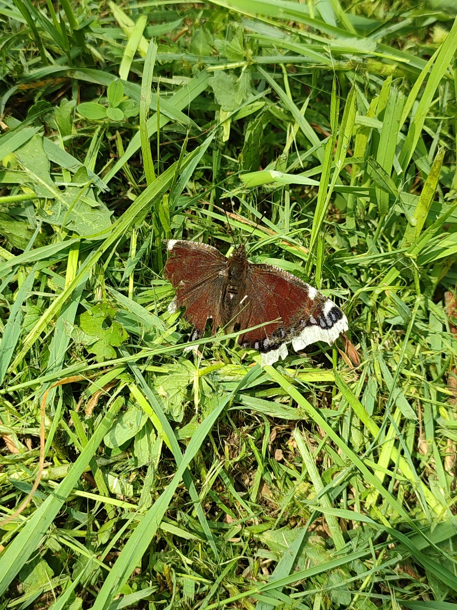 A butterfly rests on a patch of grass. The butterfly's wings are mostly brown, with a white and black pattern along the edges. The grass is green and lush. The image was taken in Vil'va, Russia.