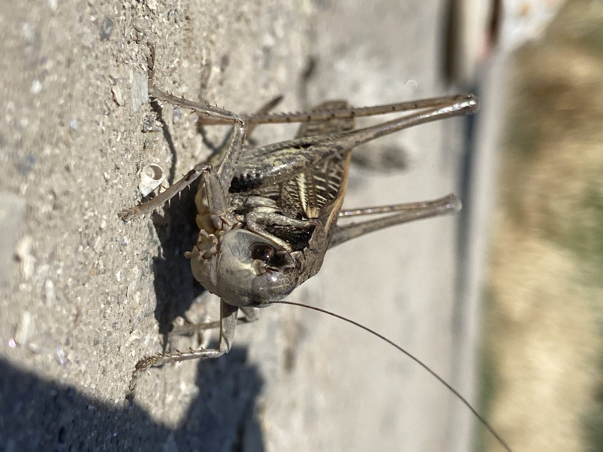 A close-up, low-angle, eye-level shot captures a brown and tan-colored cricket from the chest up, standing on a rough, light-colored, textured surface, likely pavement or concrete. The cricket's body is angular and segmented, with a prominent head featuring large, dark eyes and long, thin antennae extending upwards and to the right. Its legs are visible, with spiked hind legs extending backwards and forelegs pointing forward. The background is softly blurred, with a wash of muted greens and yellows, suggesting a natural, outdoor environment. The lighting indicates it is daytime, with shadows cast on the surface around the insect.