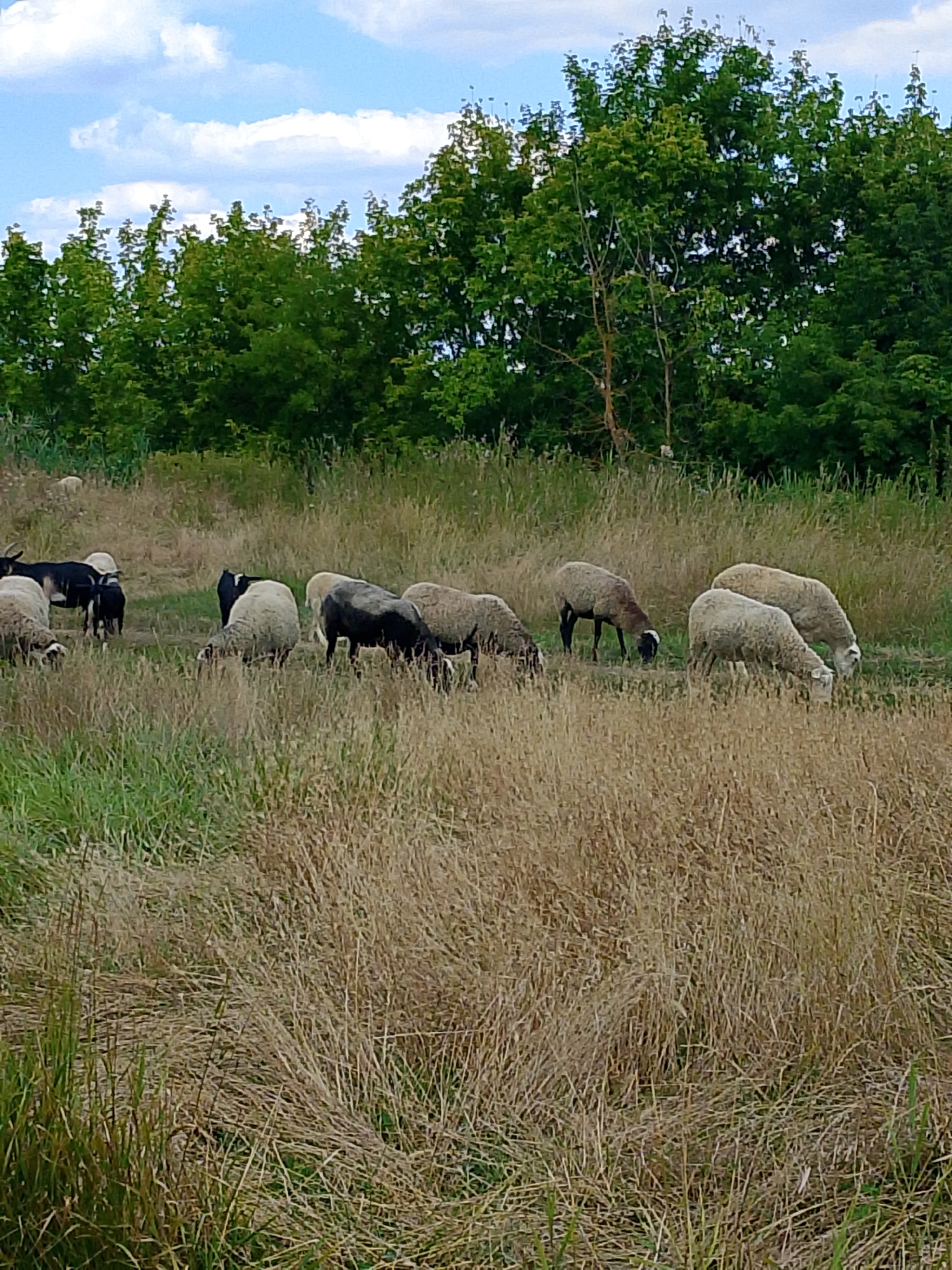 A flock of sheep and goats graze in a dry, grassy field. In the background, a line of lush green trees forms a dense hedge under a partly cloudy blue sky. The sheep are predominantly white or light brown, with some dark-colored individuals mixed in. One dark goat with horns stands out among the sheep. The dry grass in the foreground is tall and golden, with some patches of green grass interspersed. The scene appears to be a rural or semi-rural landscape.
