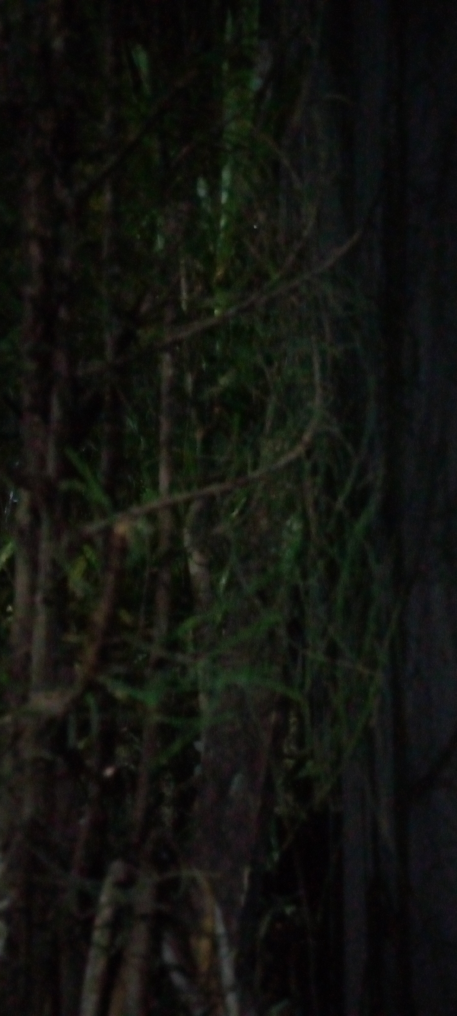 The image depicts a dark, out-of-focus scene of dense foliage, likely a forest or dense undergrowth. The lighting is dim, suggesting it might be dusk, night, or a heavily shaded area. The foreground is dominated by dark tree trunks and branches, with some green leaves visible deeper within the scene. The overall impression is one of a natural, untamed environment. Without any specific landmarks or contextual clues within the image itself, it is impossible to ascertain its precise location, including whether it is in Sumberwono, Indonesia.