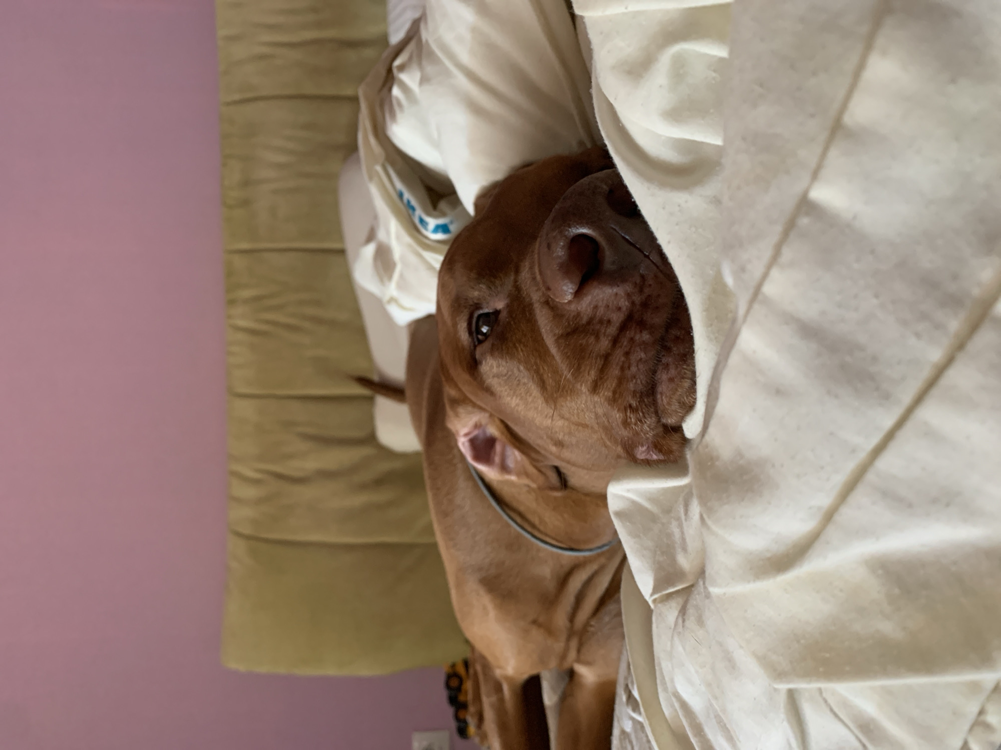 A close-up, slightly rotated, indoor shot shows a brown Vizsla dog lying among crumpled white bedding. The dog has a black collar, and its head is angled towards the camera. A portion of the wall is visible in the background, colored light pink, with a tan, textured cushion leaning against it. The location is not identifiable as Saint Petersburg, Russia, from the given visual information.