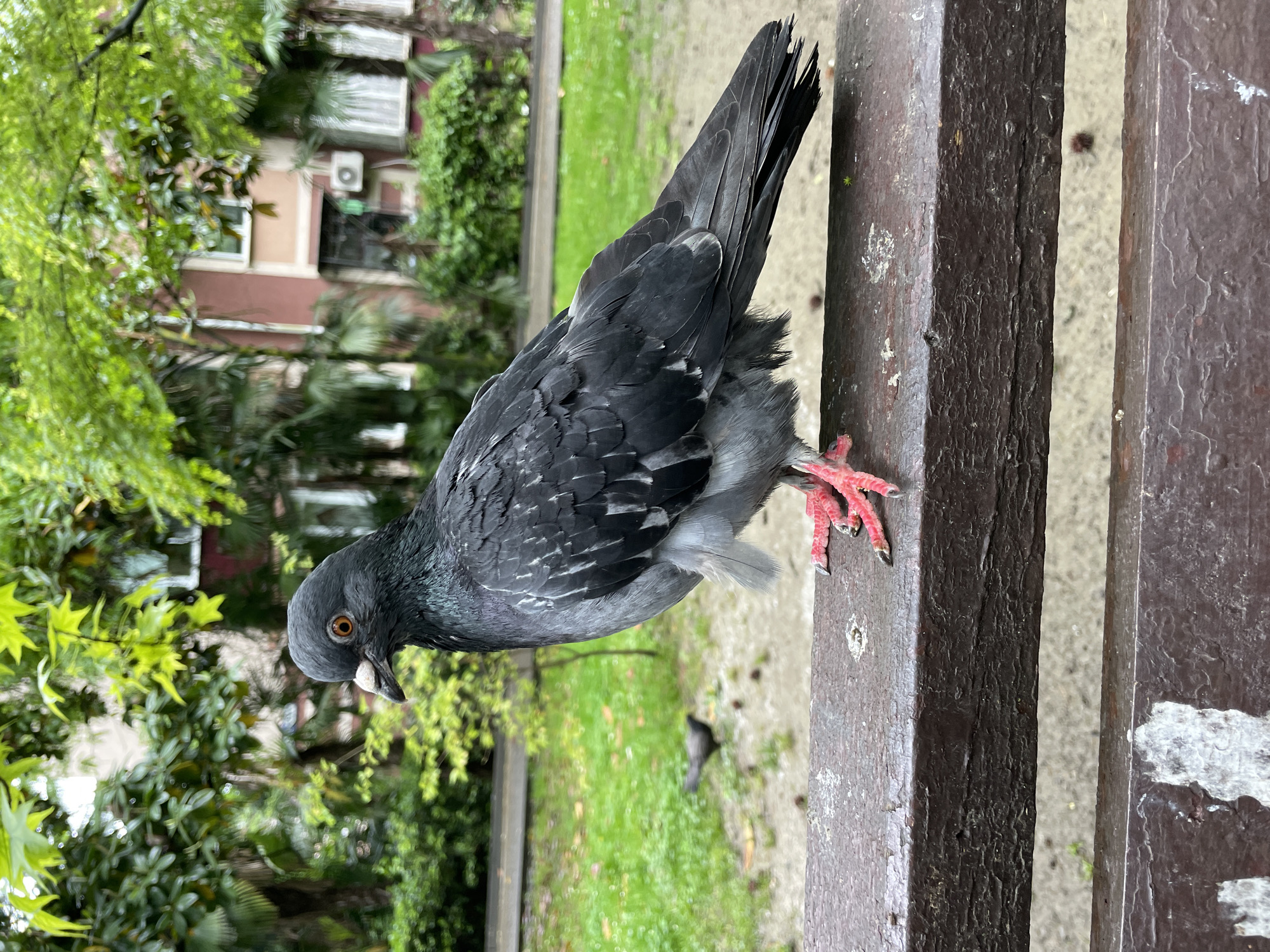 A pigeon is perched on the edge of a park bench. The pigeon has gray plumage with iridescent neck feathers and red legs. It is looking down, perhaps searching for food. The background consists of green trees and grass, with a building visible in the distance. The bench is made of dark wood with peeling paint. The scene appears to be in a park-like setting. Another pigeon can be seen behind it on the ground. The location is in the city of Sochi, Russia.
