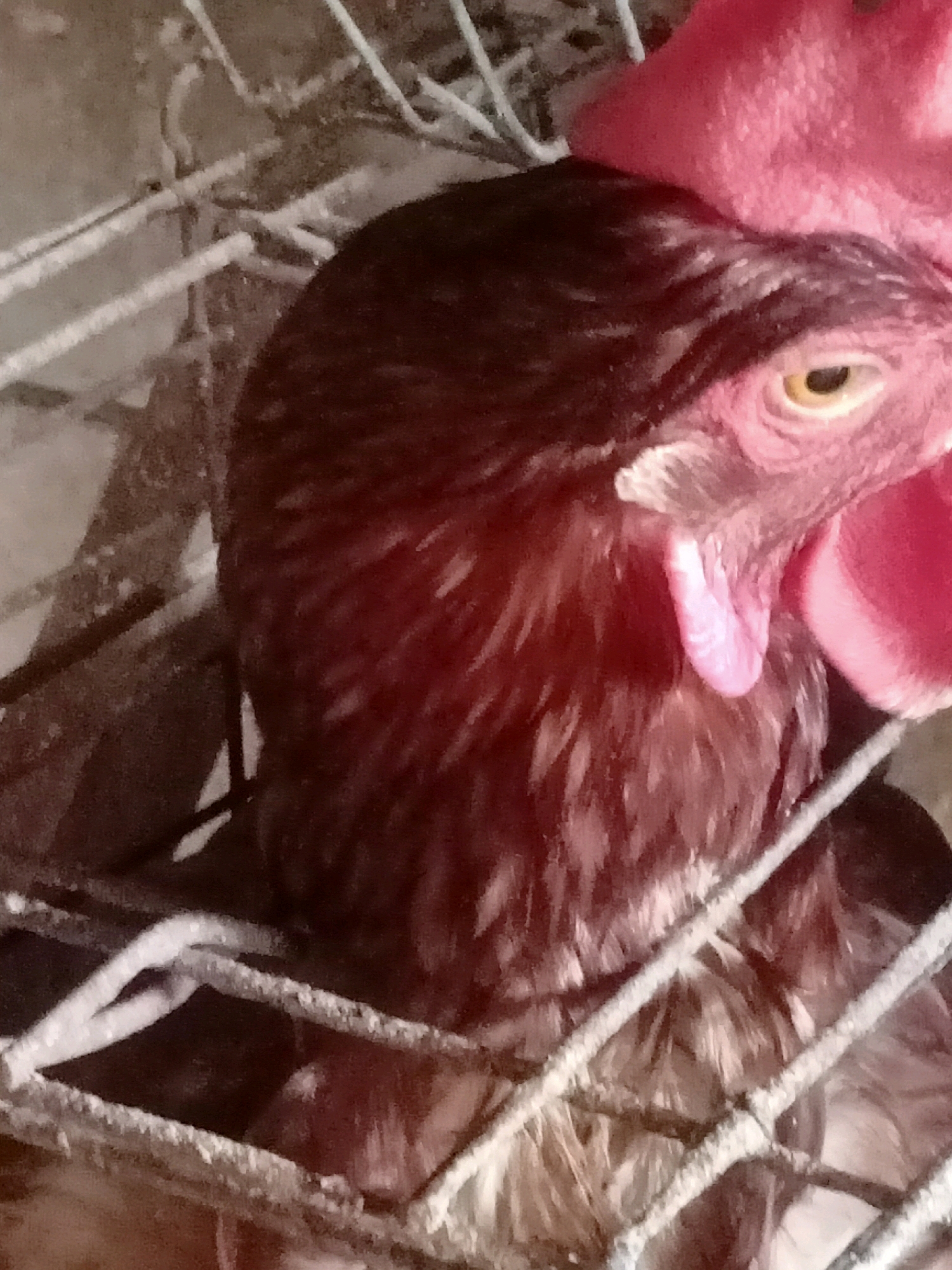 In a cage constructed of white wire mesh, a chicken with dark brown and white feathers is visible. The chicken's head is prominent in the foreground, featuring a bright yellow eye, a bright pink wattle hanging from its chin, and a large, bright pink comb on its head. The background is dark and out of focus. This scene is located in Tasikhargo, Indonesia.