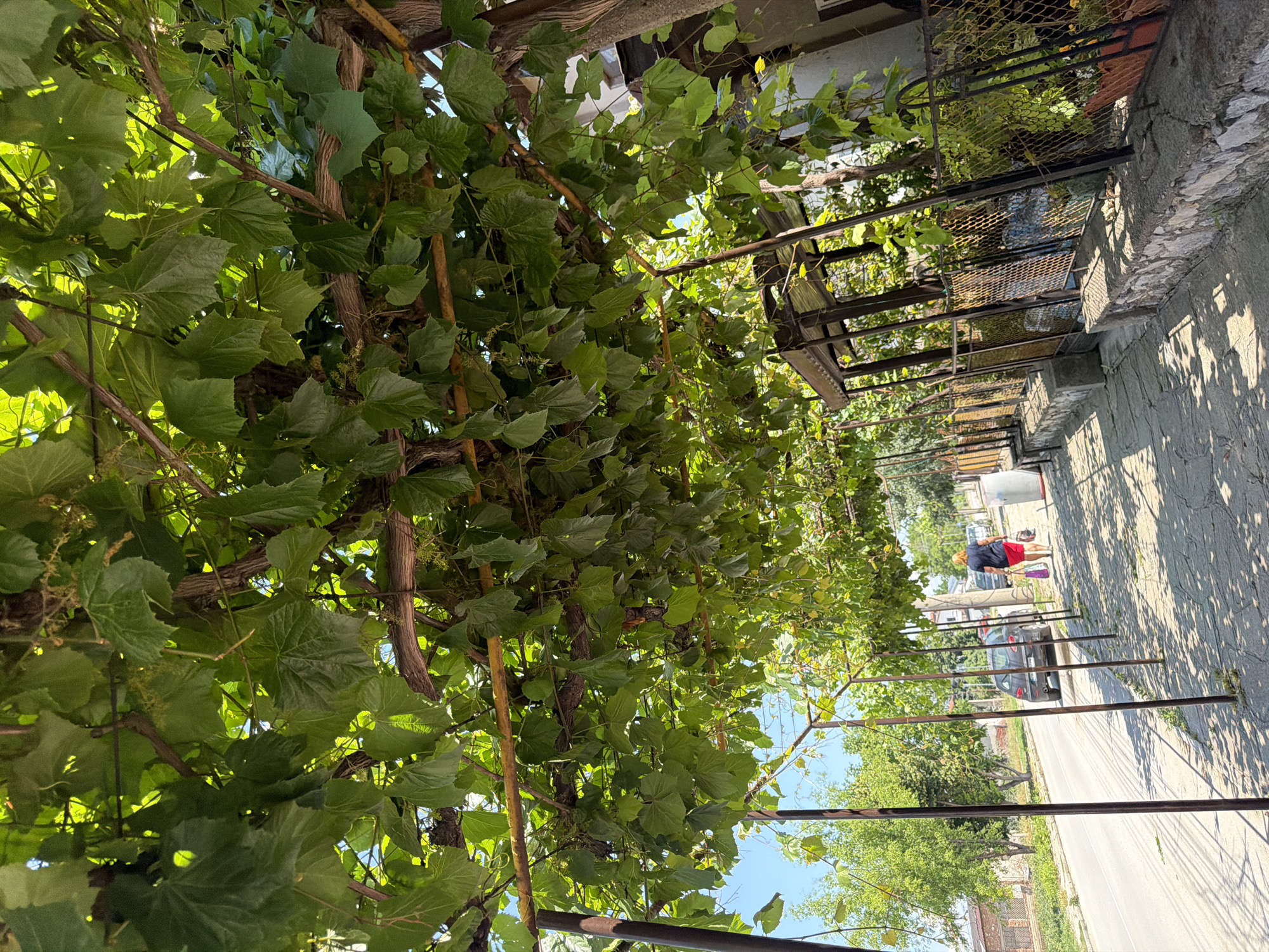 The image depicts a sun-dappled sidewalk lined with metal posts supporting a dense canopy of green grapevines. A woman, viewed from behind, walks away from the camera on the sidewalk, carrying a shopping bag in her right hand. She is wearing a dark top and a red skirt. To her left, a dark colored car is parked on the side of a paved road. Beyond the road, trees and buildings are visible under a clear blue sky. The scene appears to be a street in Zlatitrap, Bulgaria.