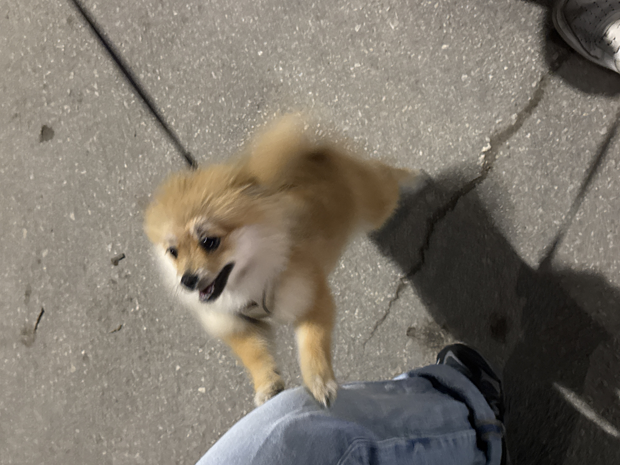 A small, tan-colored Pomeranian dog stands on its hind legs, paws resting on a person's blue jeans. The dog is panting slightly, its dark eyes visible. The scene takes place on a grey concrete surface, likely a sidewalk. A black leash is visible extending from the dog's collar towards the upper left corner of the frame. A portion of a shoe is visible in the upper right corner, and the shadow of the individual holding the leash is partially visible. There are no other people or distinct objects in the immediate vicinity. There is no available information from the image regarding the location in the city of Topoli, Bulgaria.