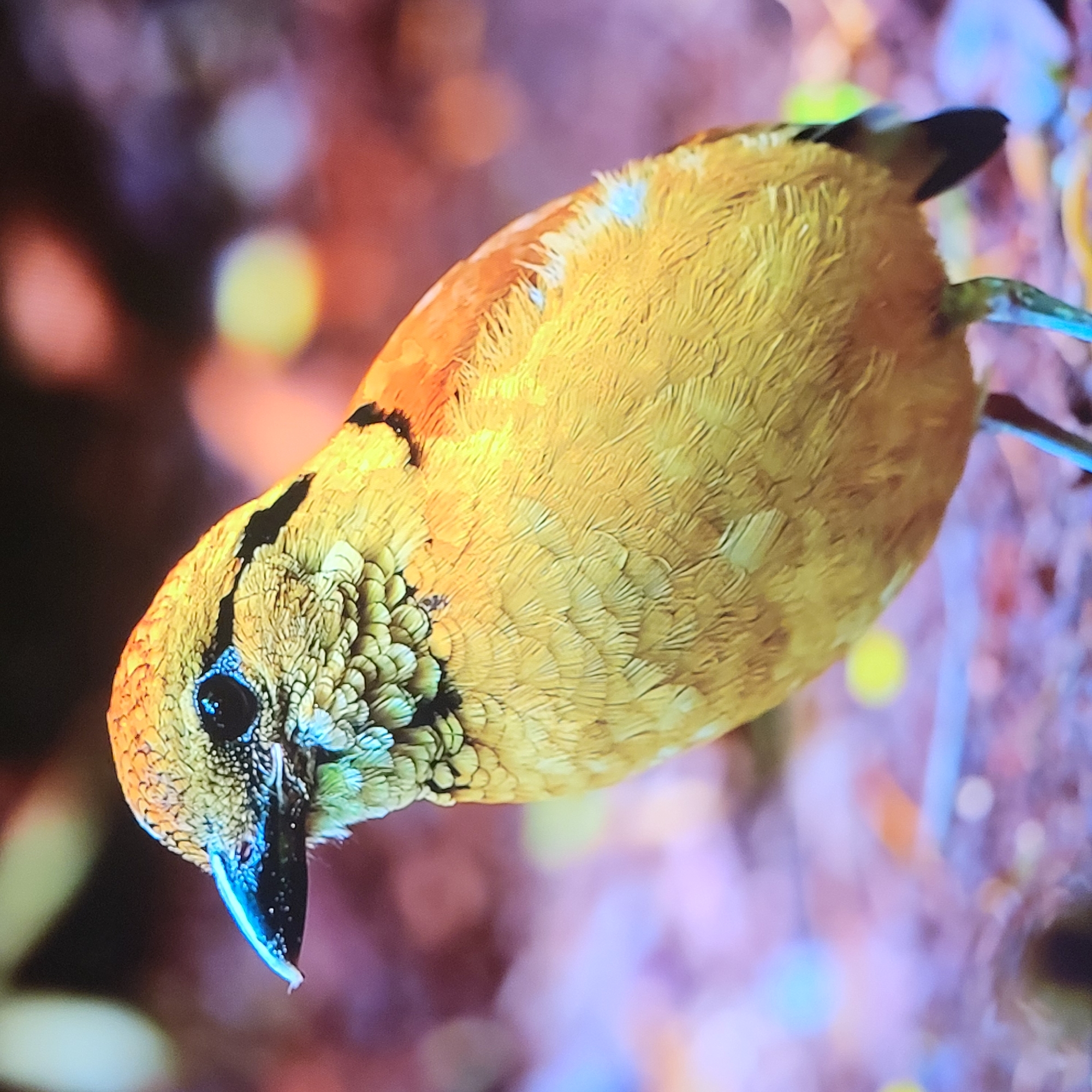 A close-up shot of a bird. The bird has a mostly yellow body with darker stripes on its head and a black tail. The bird is standing on a thin branch. The background is blurred and shows hints of purples, browns, and greens.
There is no information provided in the image or its hints that allow a connection to Yerevan, Armenia.