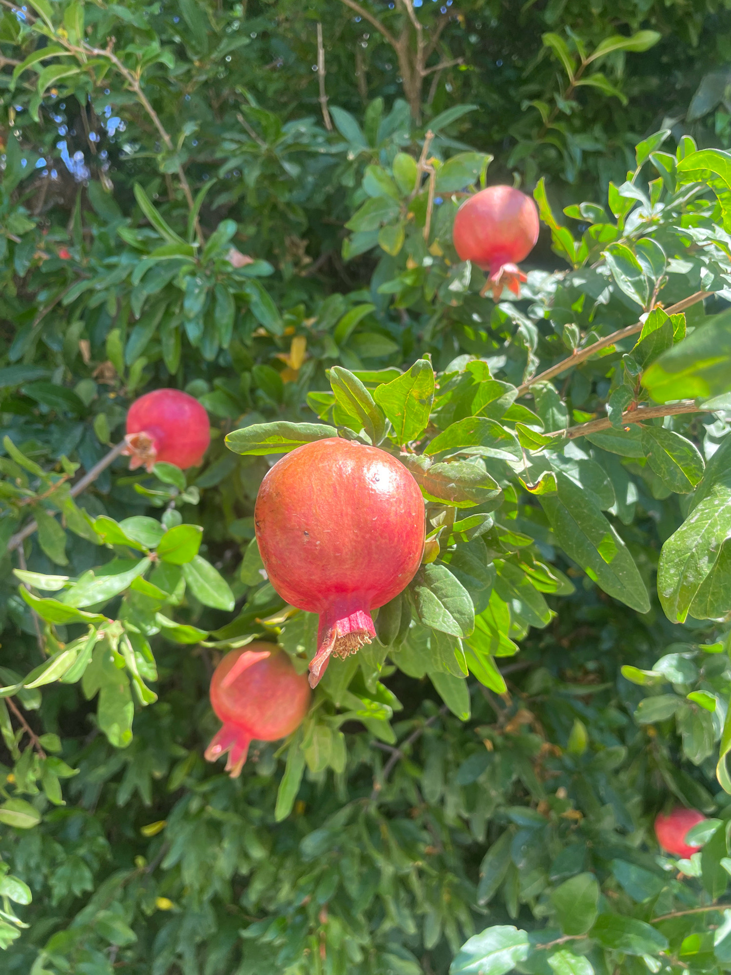 A close-up, overhead shot captures a pomegranate tree laden with ripe fruit. The pomegranates, varying in shades of red and pink, hang from branches amidst lush green leaves. Sunlight dapples through the foliage, highlighting the fruits. The scene is set in the town of Lanjarón, Spain, known for its abundant fruit orchards.