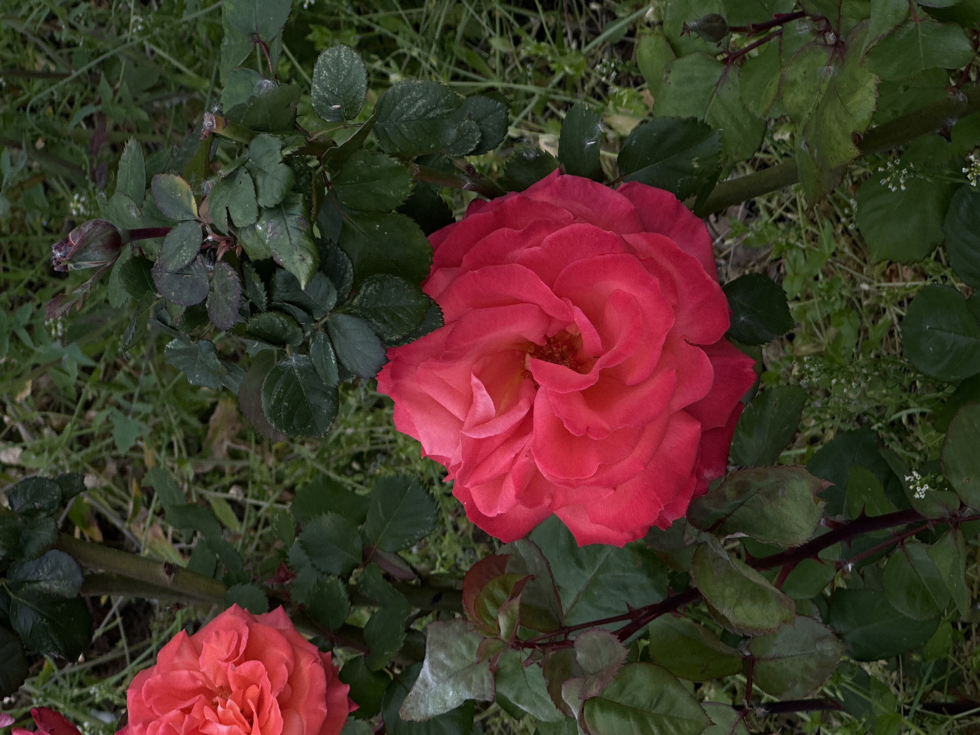 A close-up shot captures a vibrant red rose in full bloom, surrounded by green leaves. Another rose, partially visible at the bottom left, suggests a garden setting. The image was likely taken in Bar, Montenegro, but there are no elements in the image to confirm this. The focus is on the intricate layers of the rose petals and the textured greenery surrounding it.