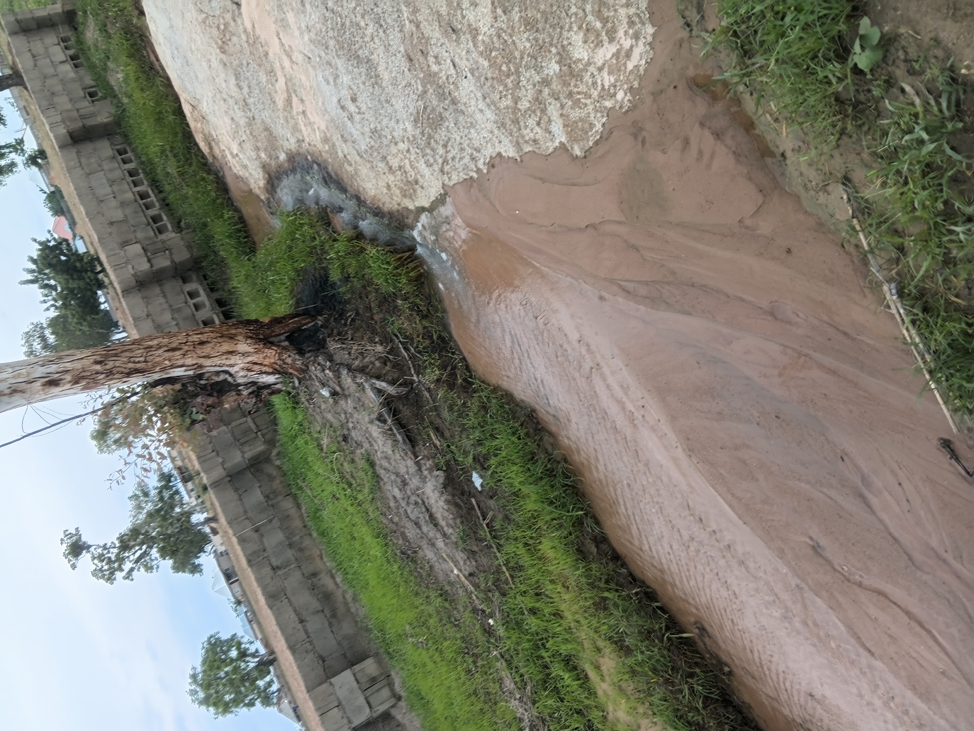 The image depicts a scene in Jalingo, Nigeria, featuring a muddy stream flowing alongside a concrete embankment and a tall, rough-barked tree. The stream bed is composed of reddish-brown mud, showing evidence of recent water flow with rippled patterns on the surface. On the left side of the stream, lush green grass grows, interspersed with patches of mud and debris. The concrete embankment, constructed from large rectangular blocks, runs along the top of the grassy area and shows some signs of wear and tear. Several trees with green foliage are visible behind the embankment, and in the distance, hints of buildings and a cloudy sky can be seen. The tree in the foreground is positioned close to the stream, with its roots exposed and some blackened charring visible at its base, suggesting a possible fire incident. The overall impression is one of a natural watercourse in a somewhat urbanized or developing area.