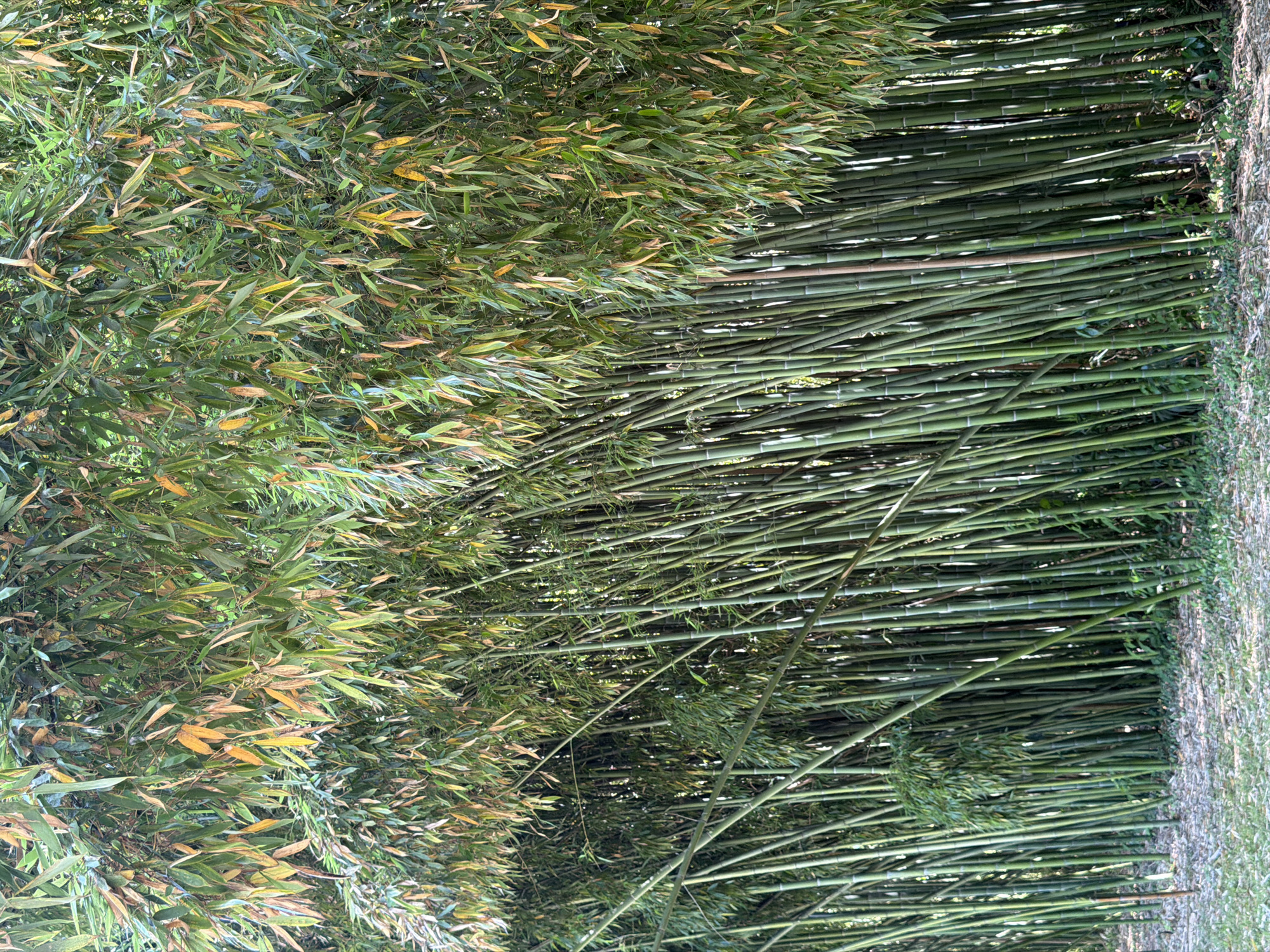 The image depicts a dense grove of bamboo plants with slender, green stalks and numerous long, narrow leaves. Some of the leaves are tinged with yellow and brown, suggesting a possible seasonal change or natural shedding. The bamboo stalks are tightly packed, forming a wall-like structure that extends across the frame. The ground beneath the bamboo is covered with a layer of dry leaves, twigs, and sparse green vegetation. The overall lighting suggests it is daytime, with soft shadows indicating diffused sunlight. The scene is a natural outdoor environment, likely a garden or park. There are no people or animals visible in the image. The location is specified as Sirius, Russia.