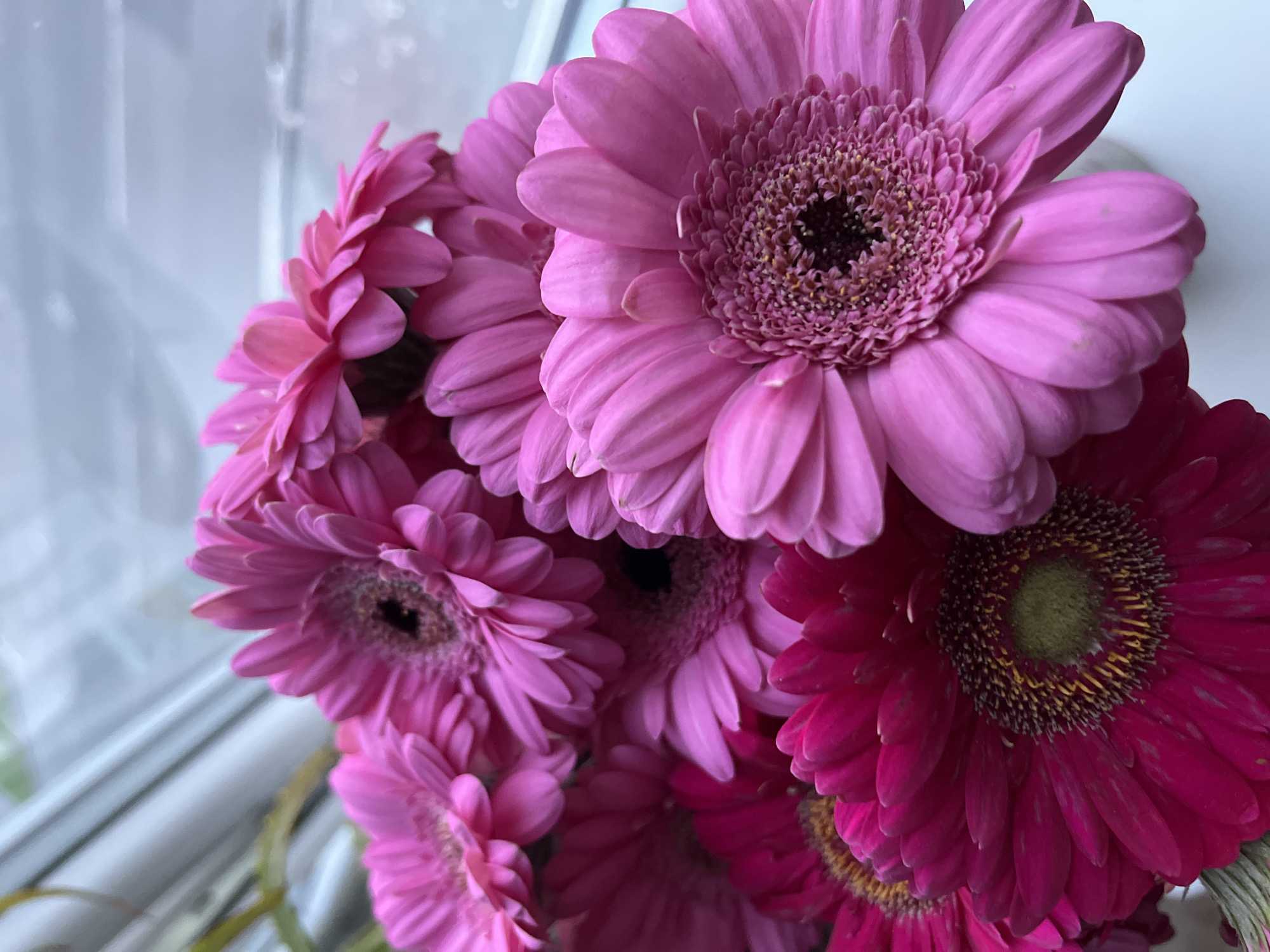 A close-up, overhead shot focuses on a bouquet of vibrant pink Gerbera daisies. The flowers are densely packed, with their layered petals creating a textured and colorful display. The center of each daisy is a darker shade, with visible pistils and stamens. The lighting suggests an indoor setting, possibly near a window, as indicated by the soft, diffused light and the blurred background which appears to be a window with vertical blinds and possibly a hint of the outdoors. The image is sharp and detailed, highlighting the delicate structure of the petals and the intricate centers of the flowers. There are no people or animals present in the image. The scene is static and peaceful, with the focus solely on the floral arrangement. There is no information in the image to suggest a specific location within the city of Kohtla-Järve linn, Estonia.