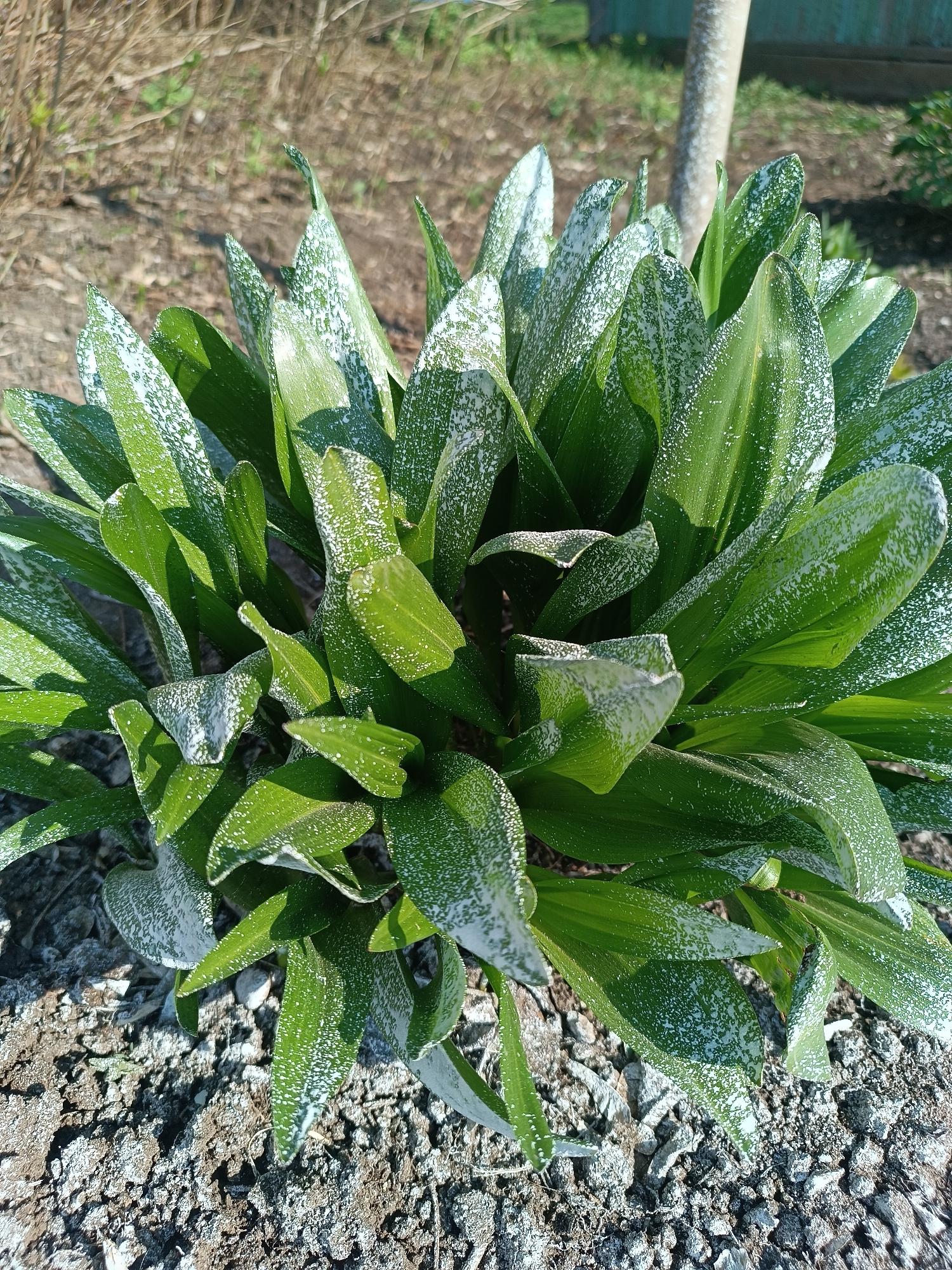 A patch of broad-leafed green plants is covered in a white powdery substance, possibly lime or fertilizer. The plants are growing in a bed of small, gray stones or gravel. In the background are bare soil, a tree trunk, and a green fence. The scene appears to be located outdoors. Based on information provided, the location is in Chaikovsky, Russia.