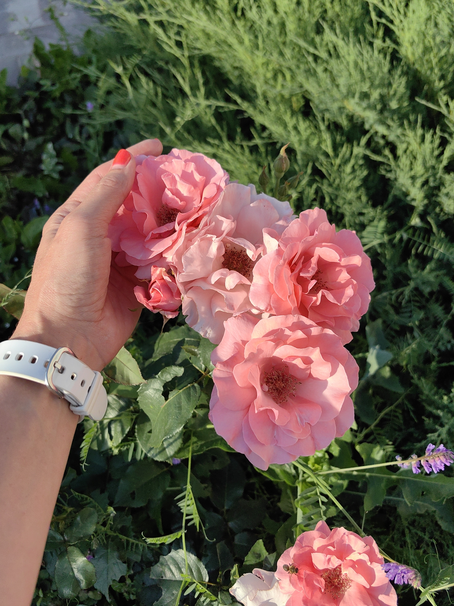 In this close-up shot, a person's hand with red-painted fingernails gently holds a cluster of delicate pink roses. The hand, adorned with a white wristwatch, is positioned on the left side of the frame, reaching towards the flowers. The roses, in various stages of bloom, are the central focus, their soft petals catching the sunlight.
The background is a lush, green garden. Dense foliage, likely from bushes or shrubs, fills the upper right portion of the image. Interspersed among the roses and greenery are small sprigs of purple wildflowers, adding touches of color to the scene. The overall setting appears to be outdoors, suggesting a garden or park.
The lighting indicates it is daytime, likely late afternoon or early morning, given the warm glow on the roses and the dappled shadows. The sunlight highlights the textures of the petals and leaves. The scene evokes a sense of tranquility and appreciation for nature. A small bee is visible on one of the lower roses, hinting at the natural ecosystem of the garden. The location is identified as Fanipal, Belarus. There is no visible text in the image.