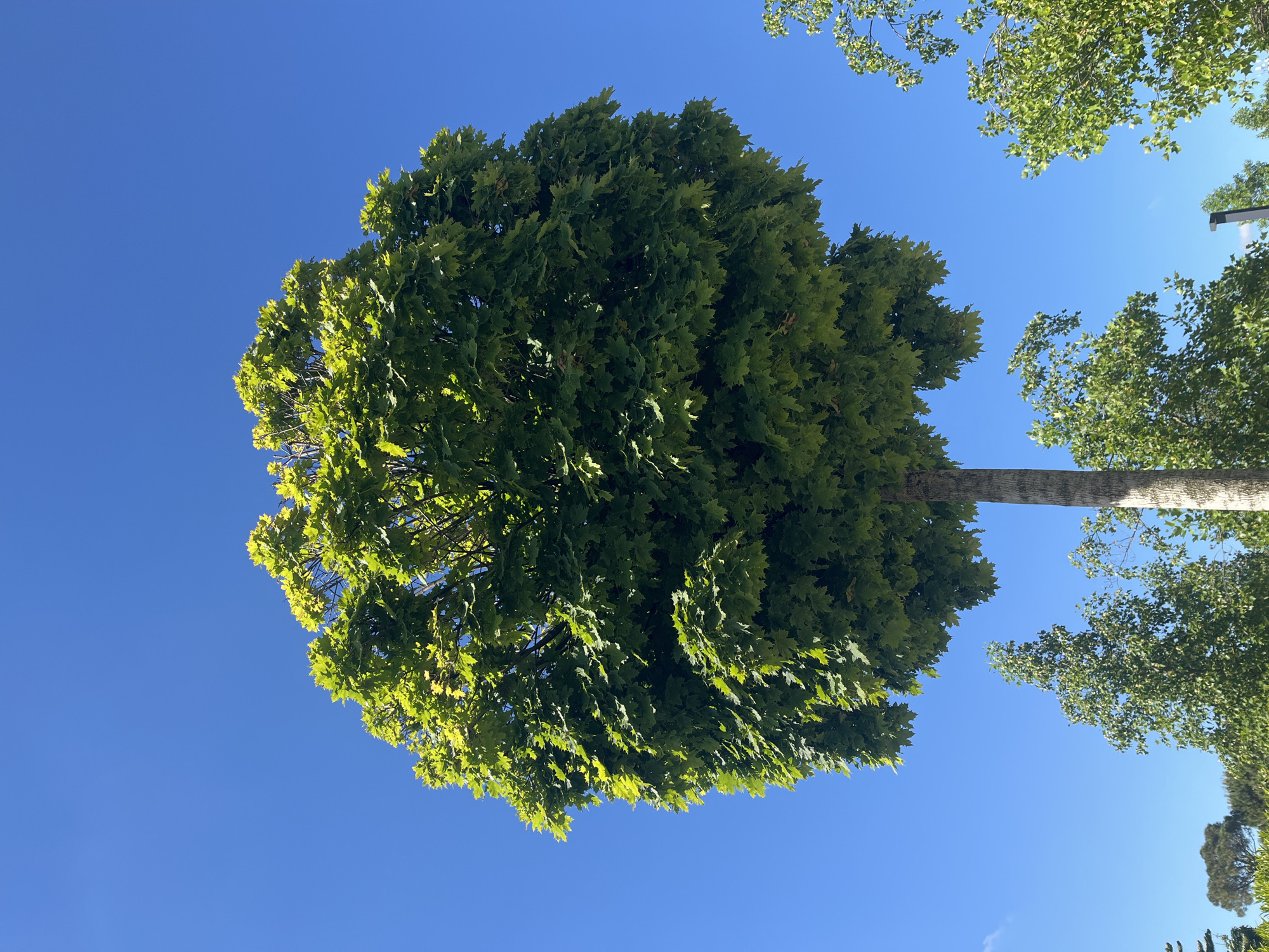 The image displays a large, verdant tree, viewed from below against a clear, deep blue sky. The tree's crown, filled with dense, green foliage, dominates the left and central parts of the frame. Sunlight illuminates portions of the leaves, creating brighter, almost glowing green highlights, indicative of a sunny daytime. The trunk of the main tree is visible as a light-colored vertical column on the right side of the image, extending upwards. In the top right corner and along the right edge, parts of other trees with similar green leaves are also visible, suggesting a wooded or park-like environment. The sky is entirely cloudless. No people, man-made objects (apart from the suggestion of other trees), or text are present. The scene is static, capturing a serene natural landscape under bright, clear weather conditions. The provided location context is Krasnodar, Russia.