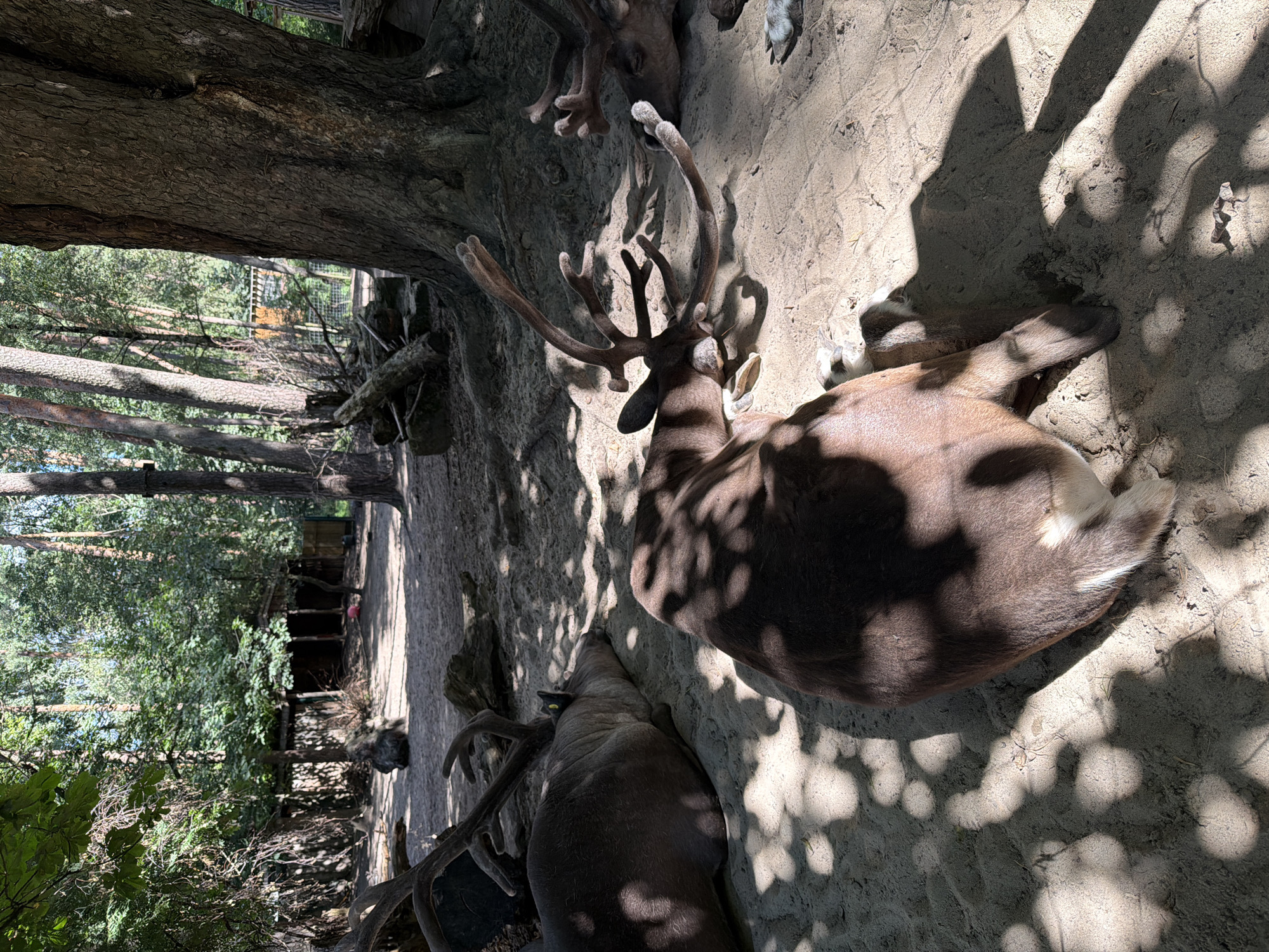 The image depicts a sandy enclosure with several reindeer resting in the shade of trees. In the foreground, two reindeer are lying down, with their antlers visible. One reindeer is positioned on the left, facing away from the camera, while another is in the center, also lying down. A third reindeer is visible in the background on the right, partially obscured by shadows. The environment appears to be an outdoor zoo or wildlife park, with trees and some man-made structures, possibly enclosures, visible in the background. The ground is covered in sand and fallen leaves. The lighting suggests it is daytime, with dappled sunlight filtering through the tree canopy. The image does not contain any people. This scene is consistent with the enclosures found at the Riga Zoo in Latvia, known for its diverse collection of animals, including reindeer.