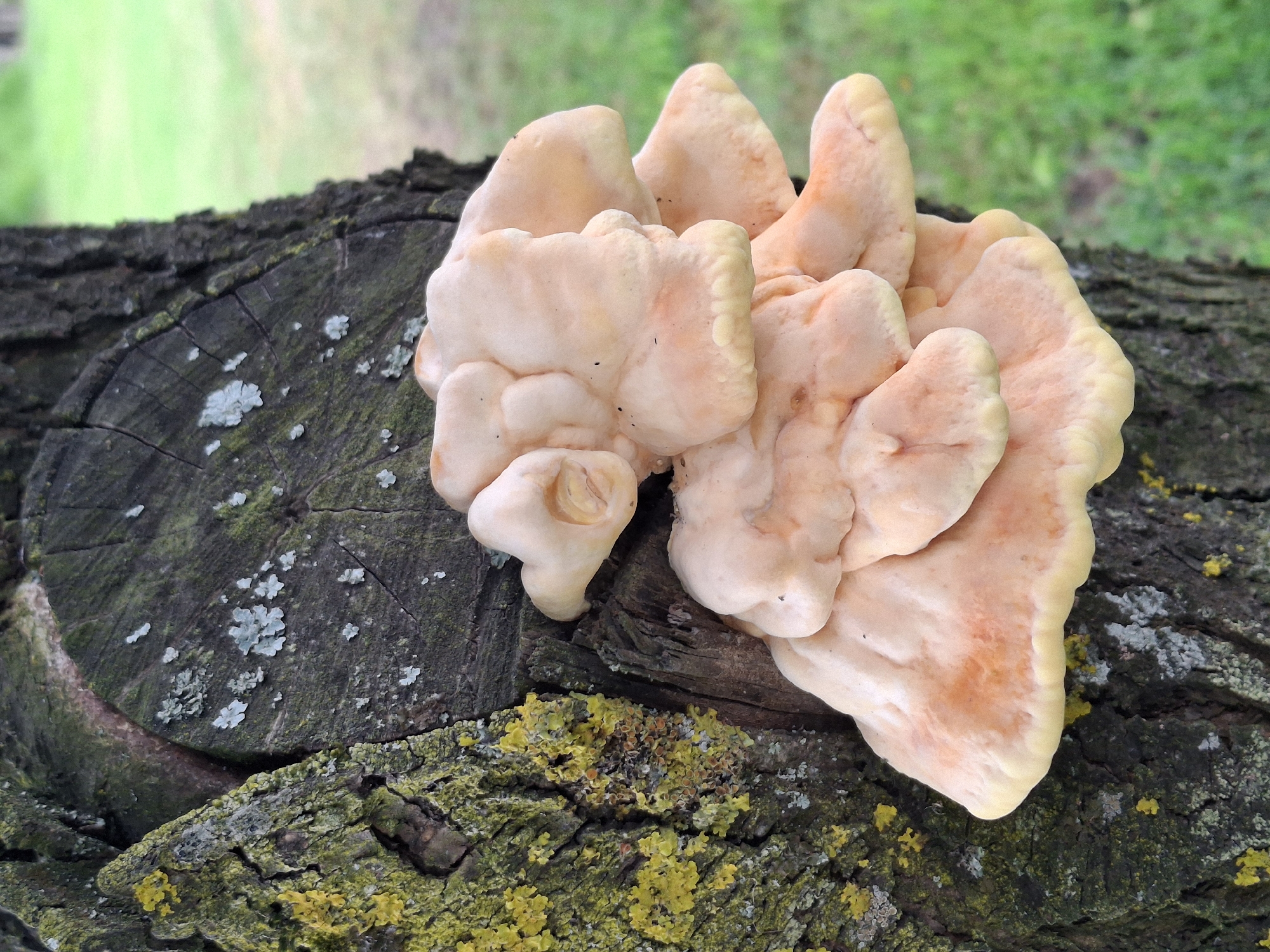 A close-up, eye-level shot captures a cluster of pale orange mushrooms growing on the side of a tree stump in Дубровенскі сельскі Савет, Belarus. The mushrooms, which appear to be of the shelf fungus variety, are layered and fleshy, with smooth, rounded edges. They are attached to the rough, dark bark of the stump, which is partially covered in patches of green and yellow lichen. The background is a soft blur of green grass, suggesting an outdoor, natural setting. The lighting is overcast, providing diffused illumination without harsh shadows. No people or animals are present in the frame.