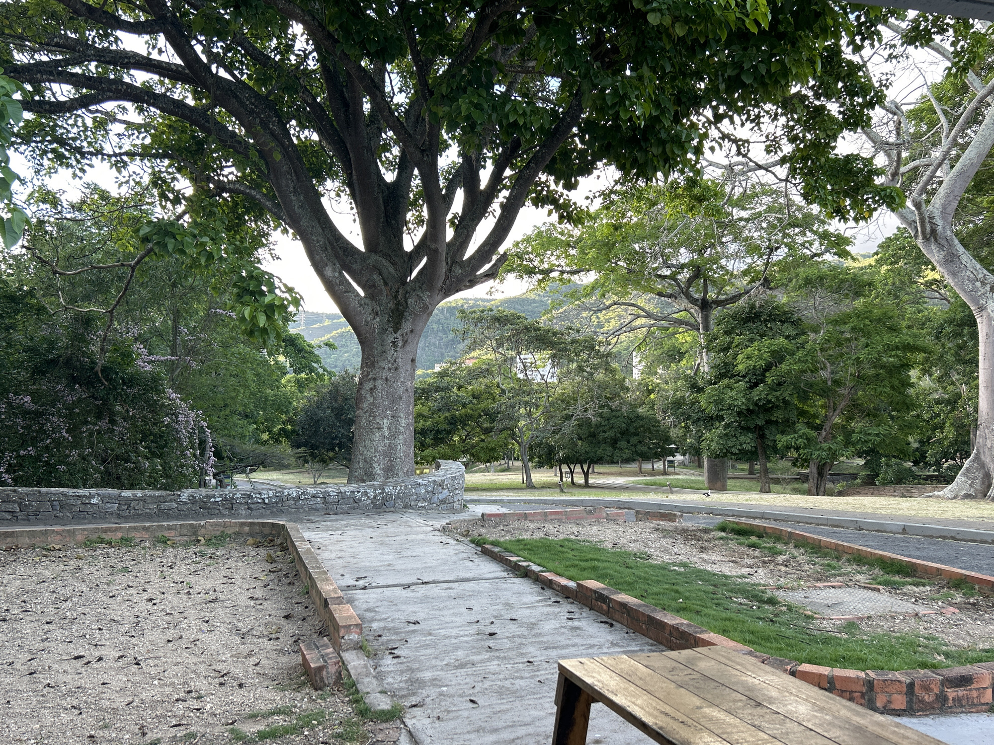 The image depicts a park setting in Caracas, Venezuela, characterized by a large, mature tree dominating the foreground. A paved pathway leads into the park, bordered by raised brick planters with gravel and patchy grass. A low stone wall curves behind the tree. Additional trees and greenery fill the background, obscuring the distant hills. A portion of a wooden picnic table is visible in the bottom right corner. The scene appears tranquil and deserted.
