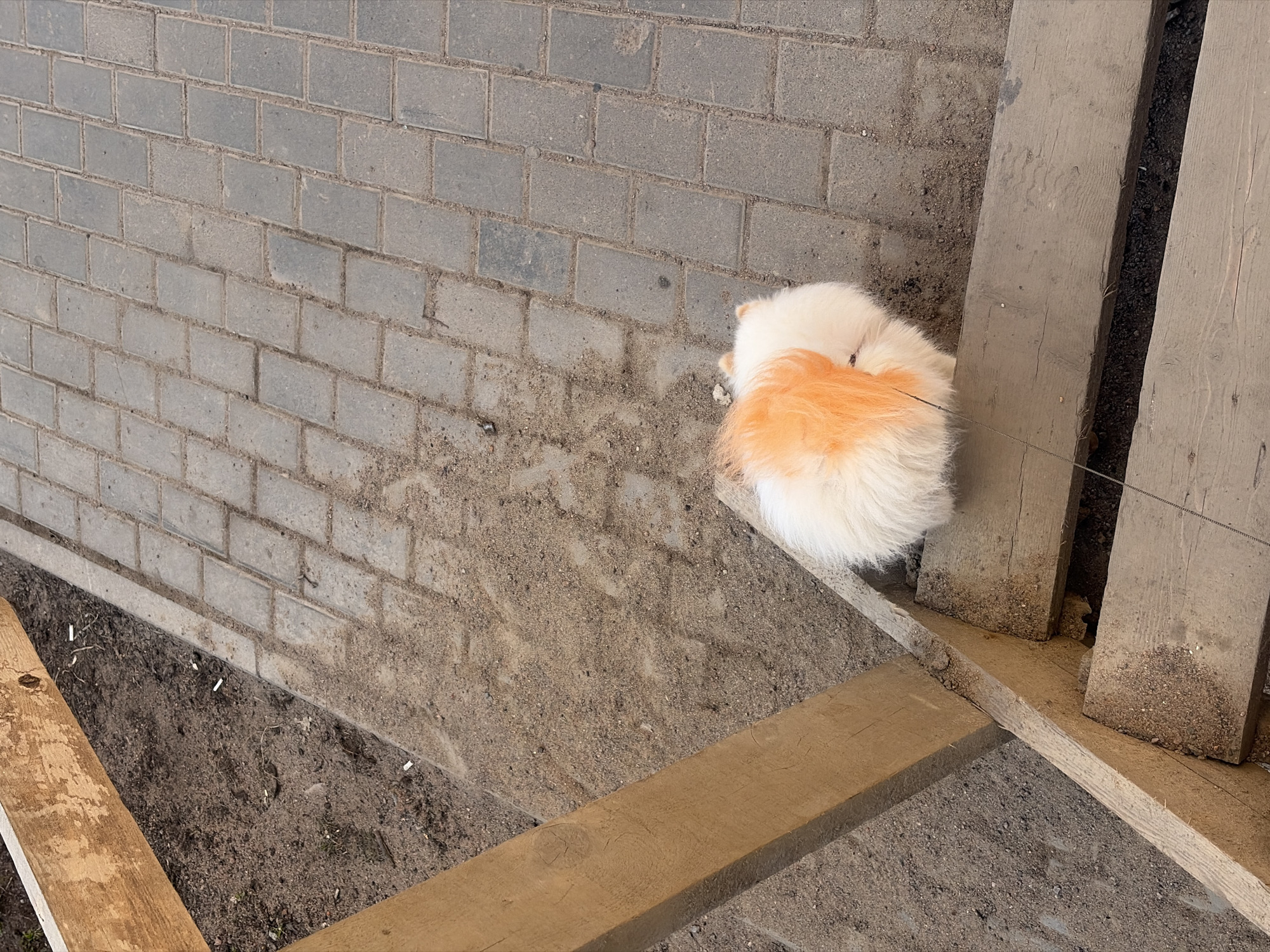 The image depicts an outdoor scene in Saint Petersburg, Russia, captured from an elevated perspective. A small, fluffy dog, predominantly white with a distinct orange patch across its back, stands on a weathered wooden step, its back turned towards the viewer. A thin, dark leash is attached to the dog and extends out of frame downwards. A rough-hewn wooden structure, appearing to be a stairway or ramp, occupies the left and bottom portions of the frame, showing signs of wear and partially covered in sand and fine gravel. Adjacent to the wooden structure and extending to the right and top right is a grey paved surface, constructed from rectangular pavers arranged in a herringbone pattern, with sandy infill between the blocks. An area of loose, dark brown soil and sand is situated to the left of the wooden structure and also between the structure and the paving. Several white cigarette butts are scattered within this soil, particularly in the upper left quadrant. The environment is illuminated by diffuse natural light.